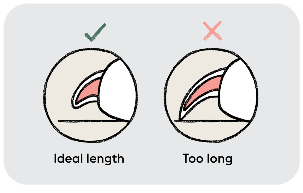 How to cut dog nails ManyPets