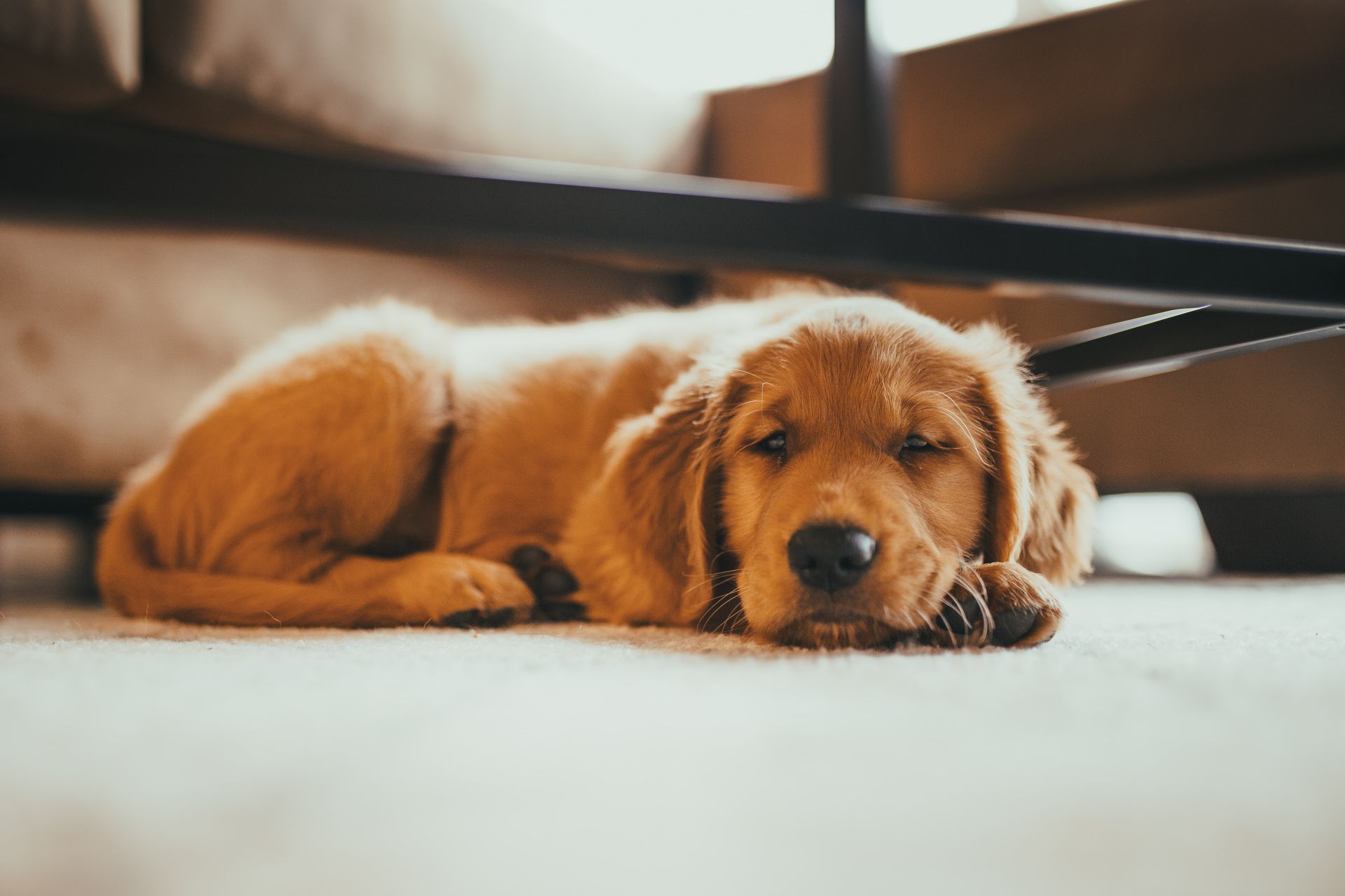 Dog lying down