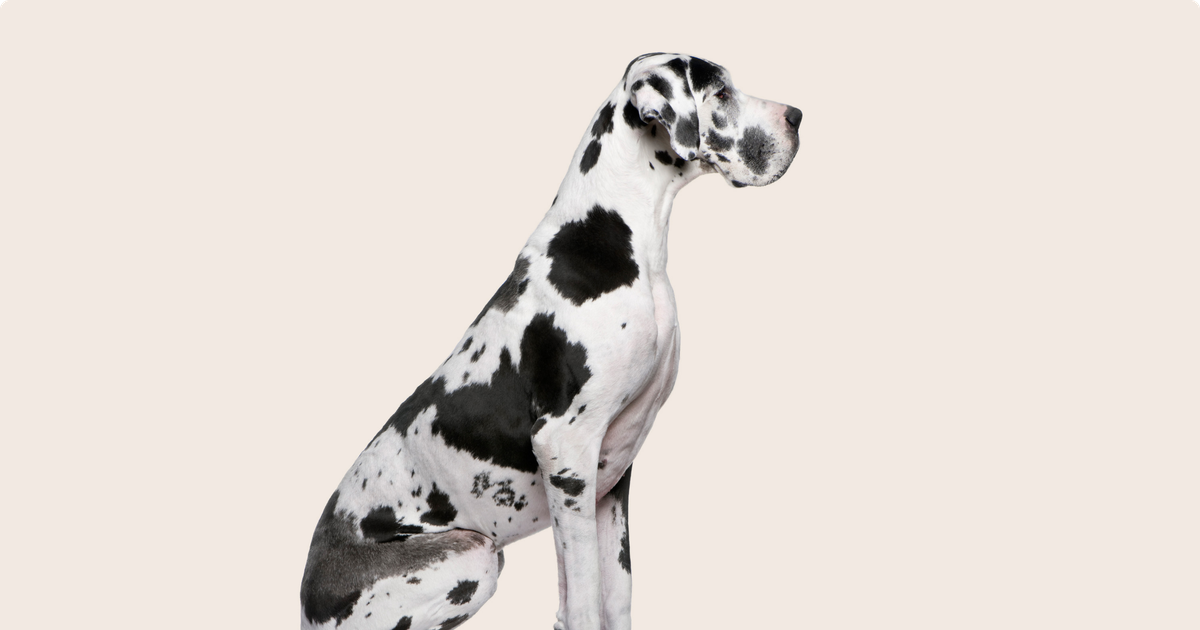 Great Dane dog breed information & cost