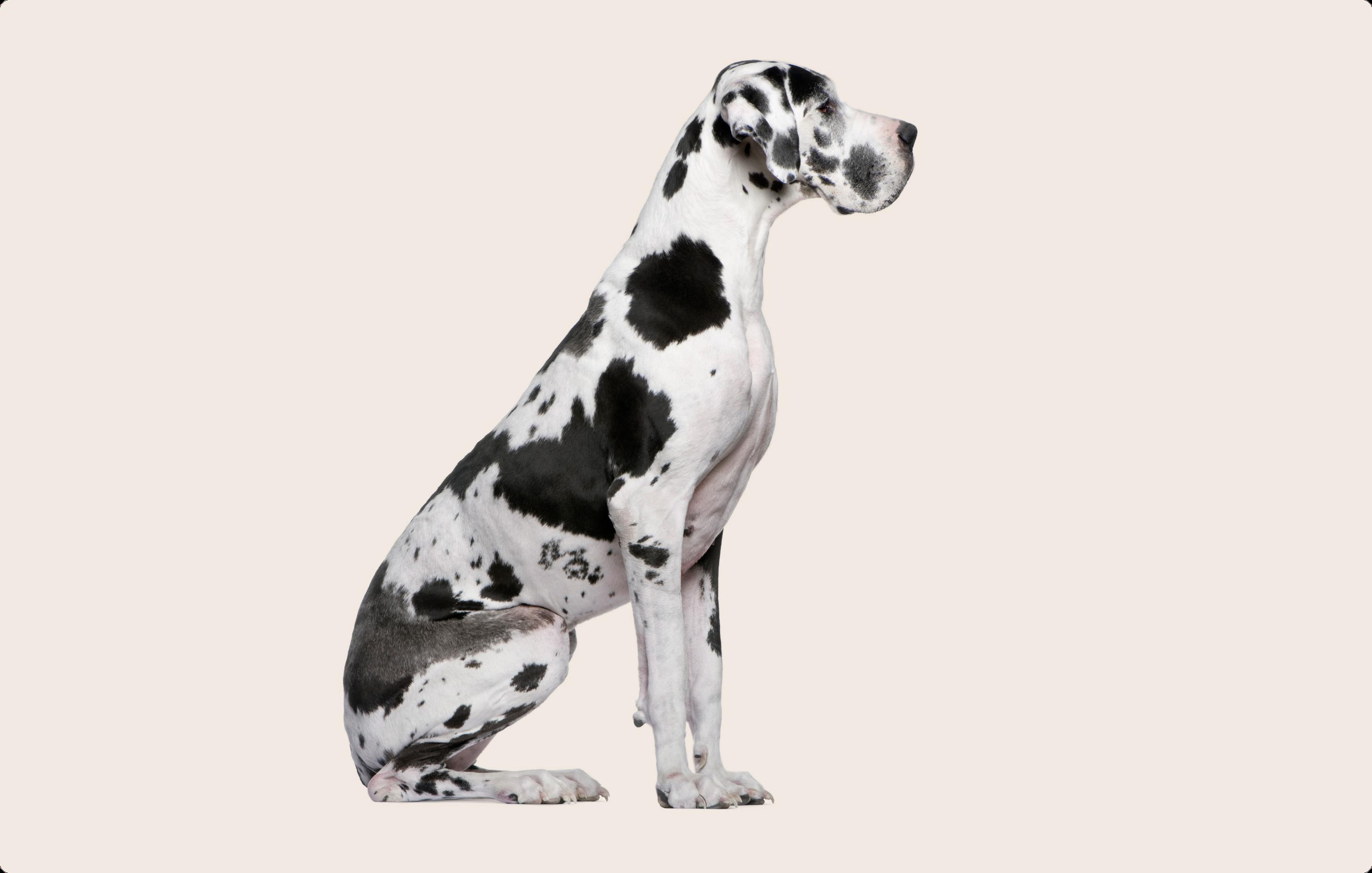 Great Dane