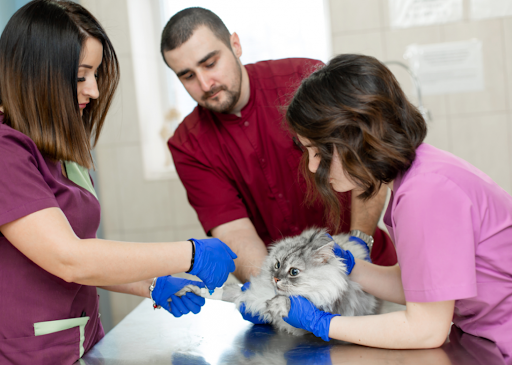 Cat at vet