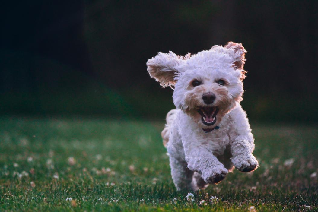 Dog running in field