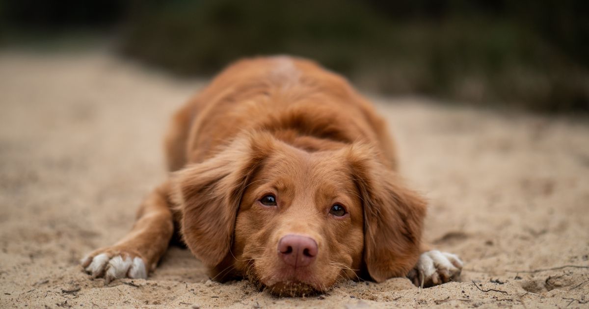 6 best dog groomers in Atlanta ManyPets