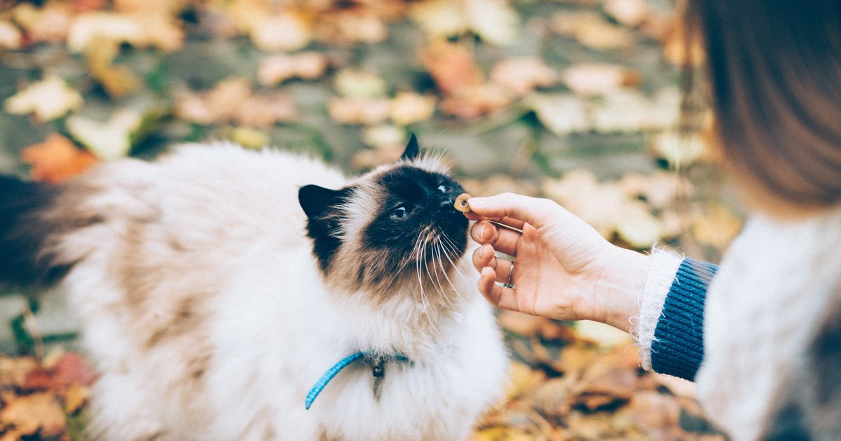 How to switch clearance cats to free feeding