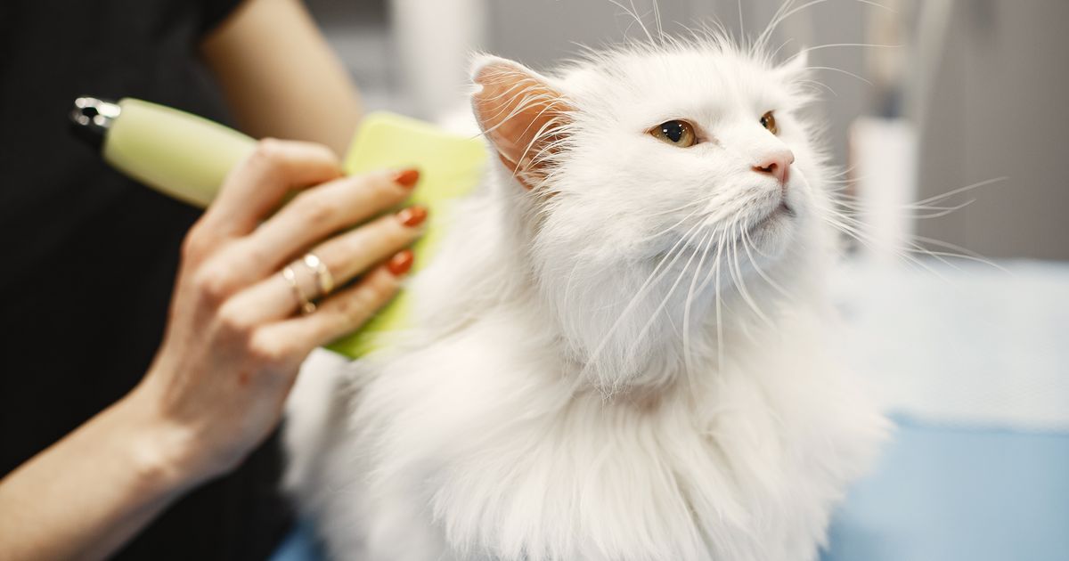 7 best groomers in Philly ManyPets