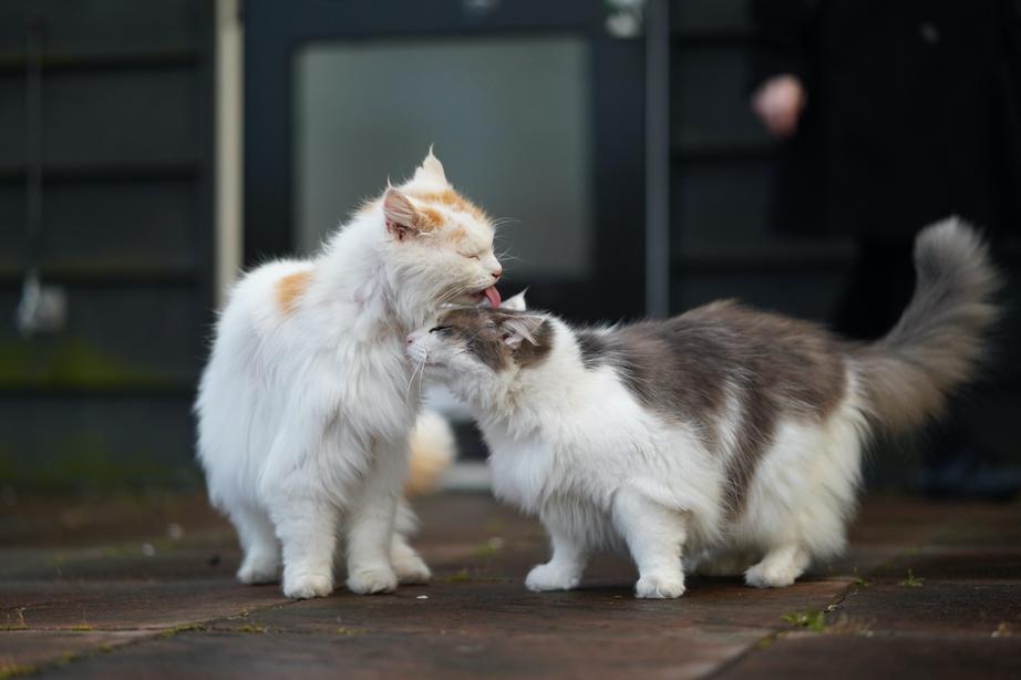 Cats making friends