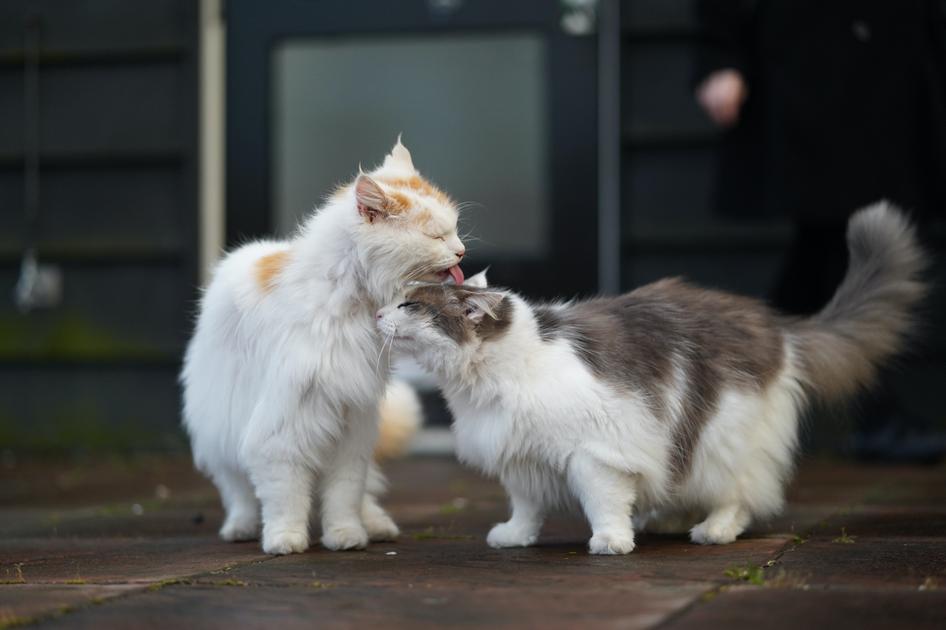 A ginger-and-white cat licks another cat&#39;s head; the other cat is grey-and-white