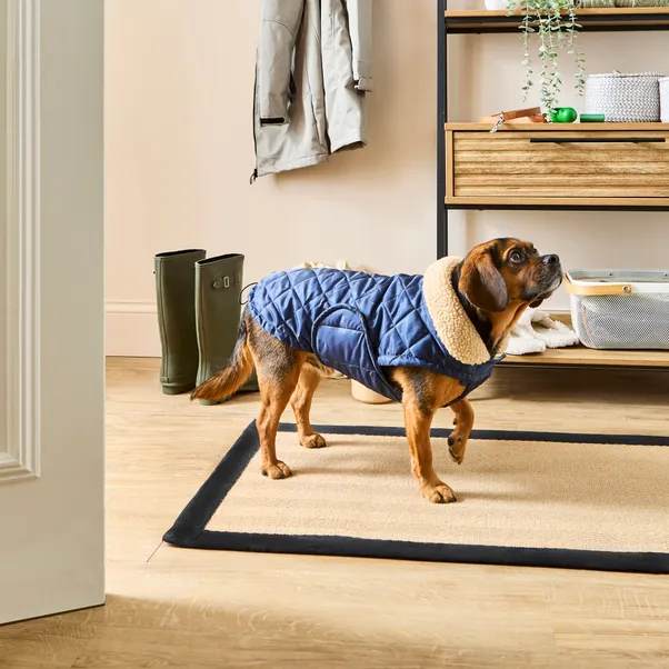 Dunelm blue quilted jacket on a brown dog