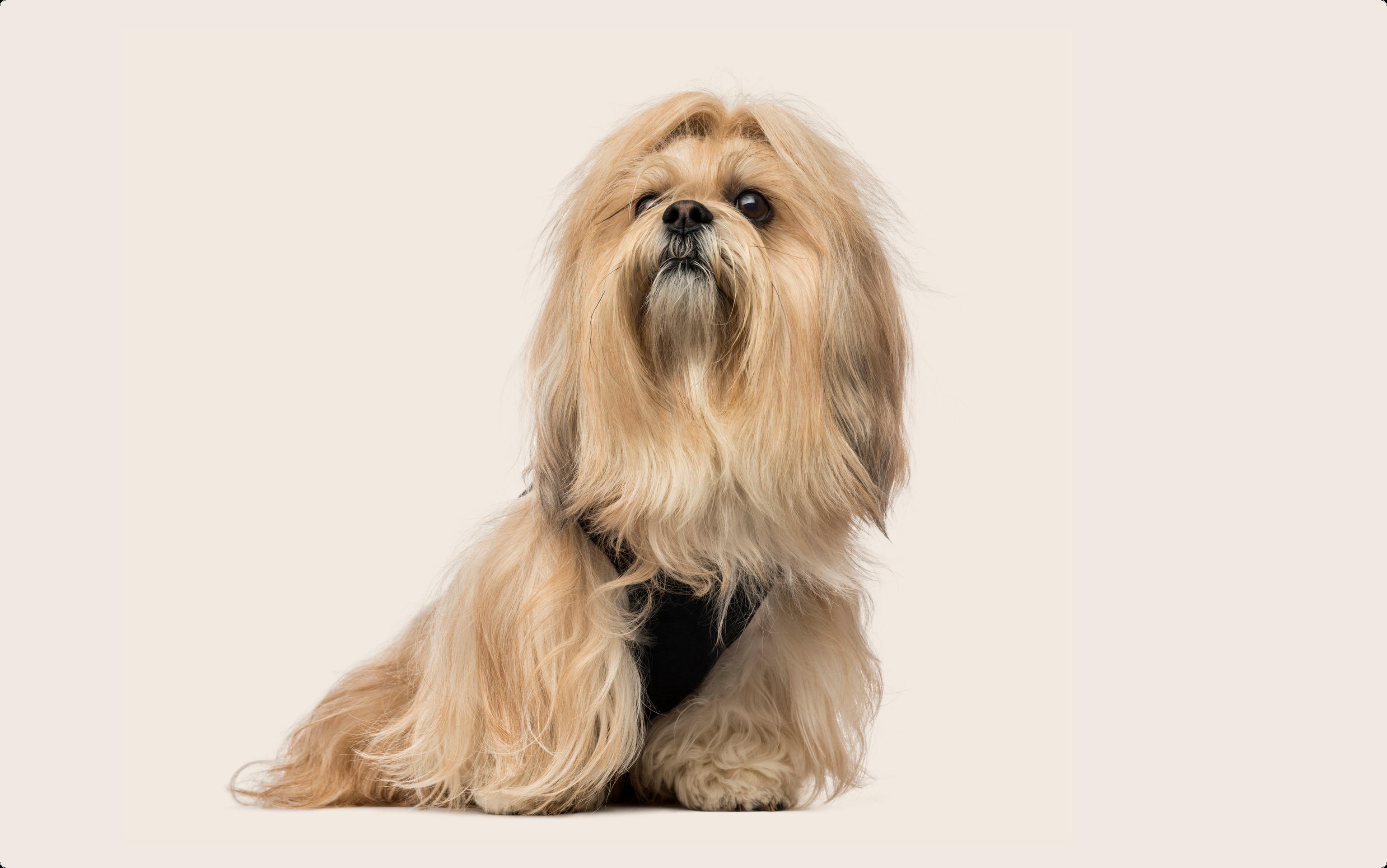 Lhasa Aspo