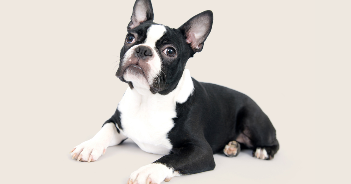 How much to feed a boston terrier puppy best sale