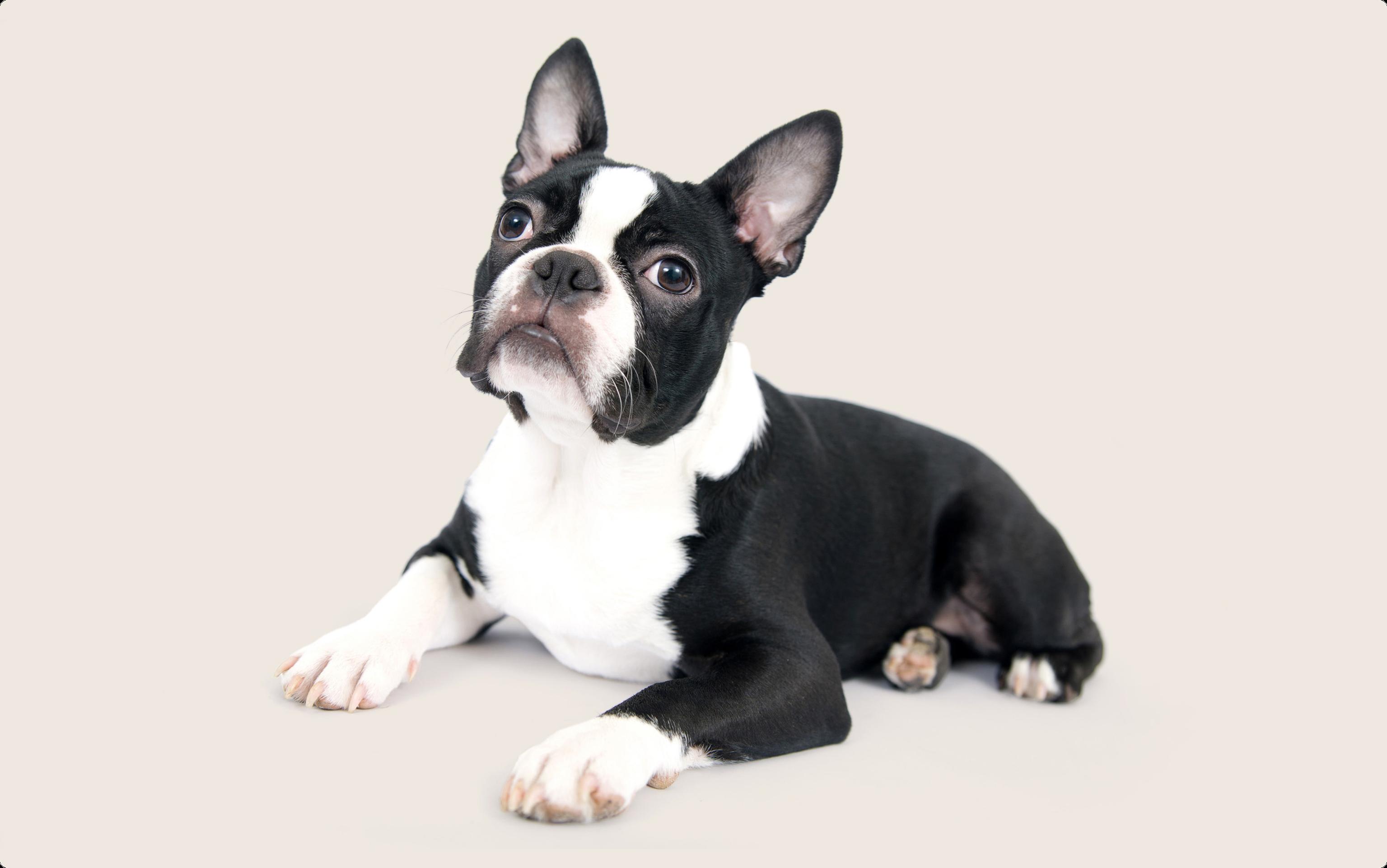 Boston terrier
