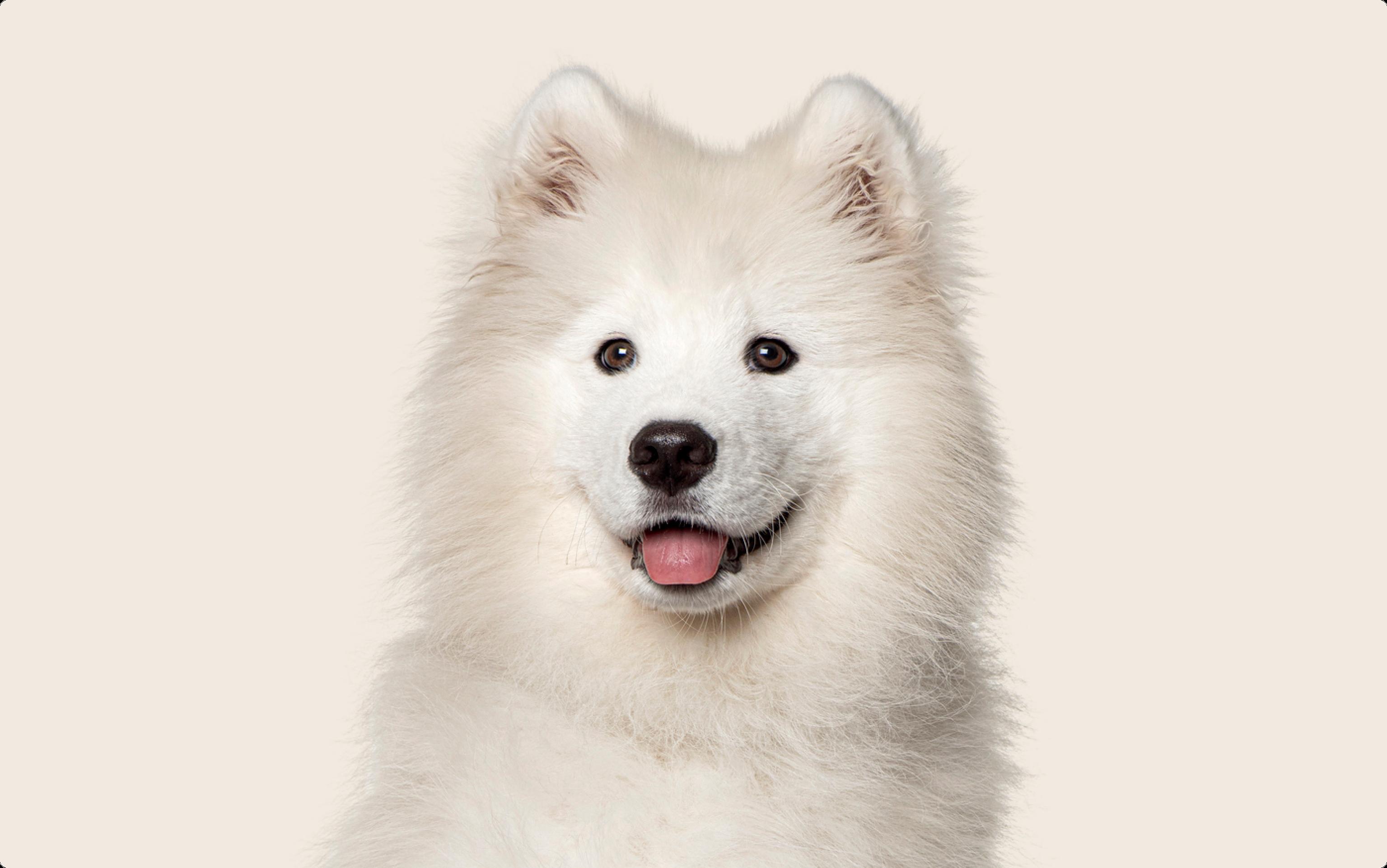 A close-up of a Samoyed with a fluffy white coat, dark eyes, and its tongue out, sitting against a light beige background and looking directly at the camera.