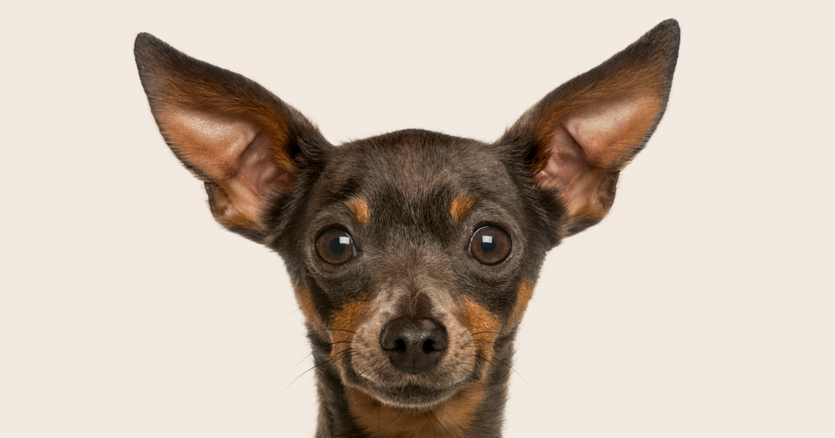 Common health problems with Miniature Pinschers ManyPets