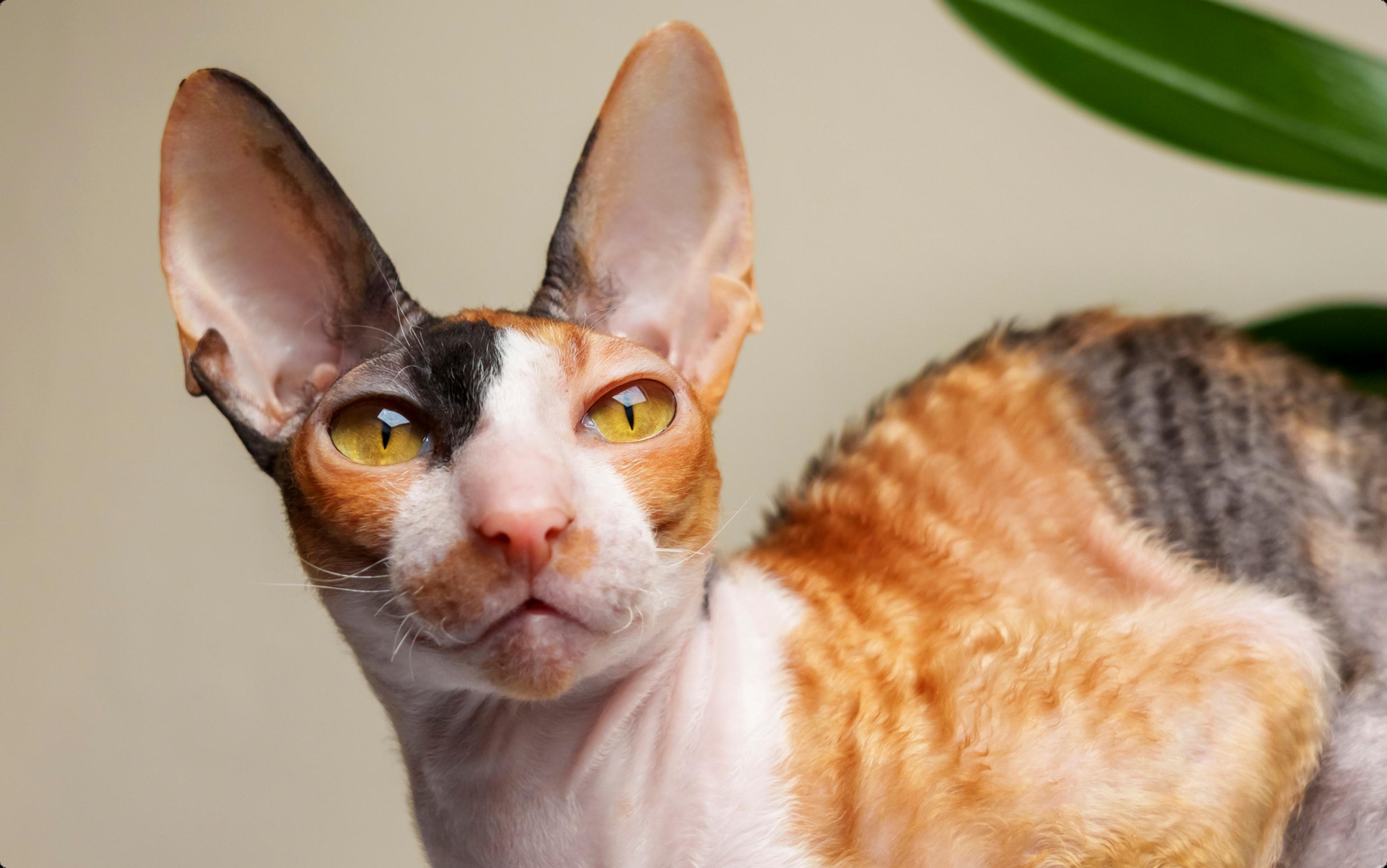 A close-up of a Cornish Rex cat with yellow eyes and large ears.