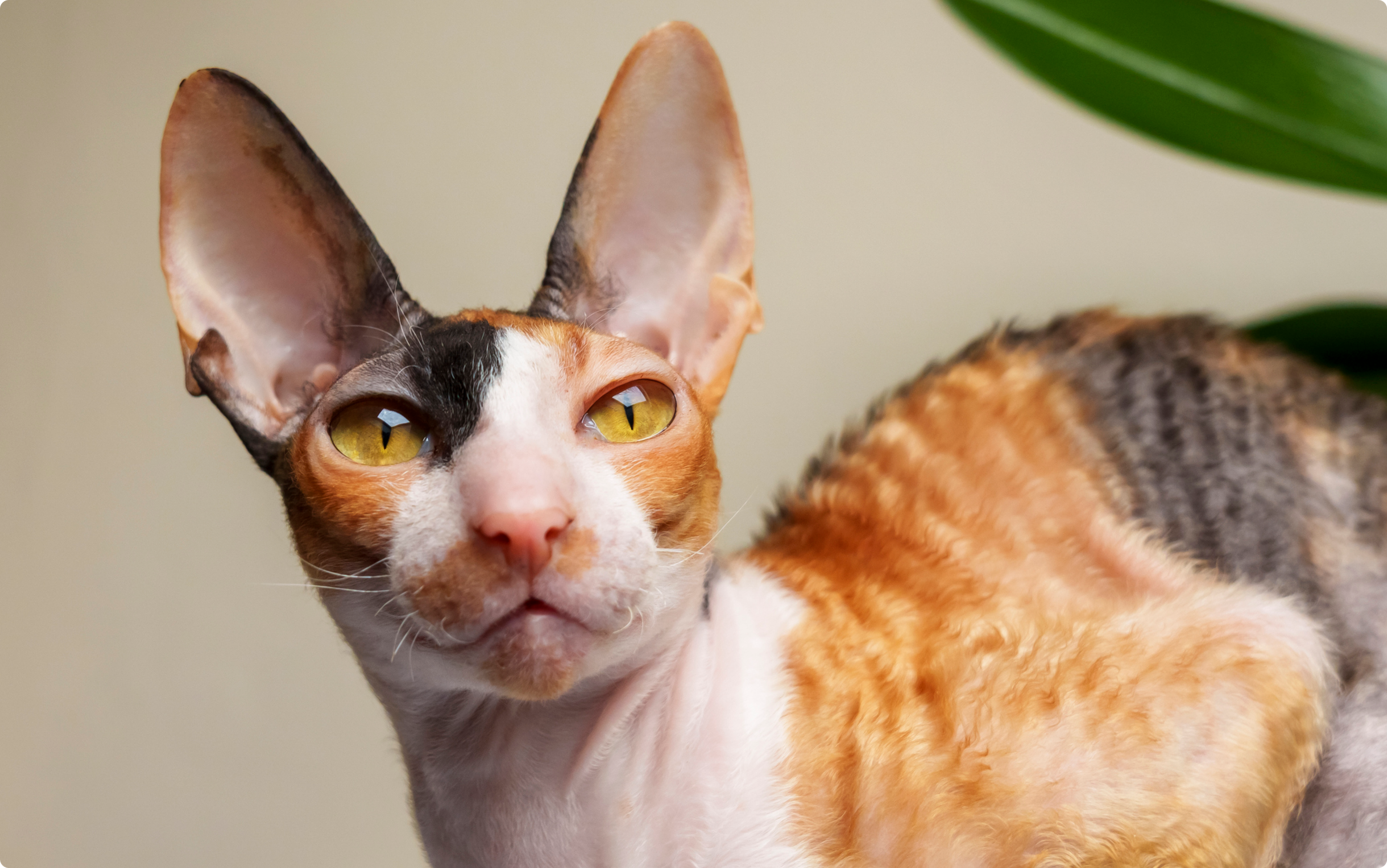 A close-up of a Cornish Rex cat with yellow eyes and large ears.