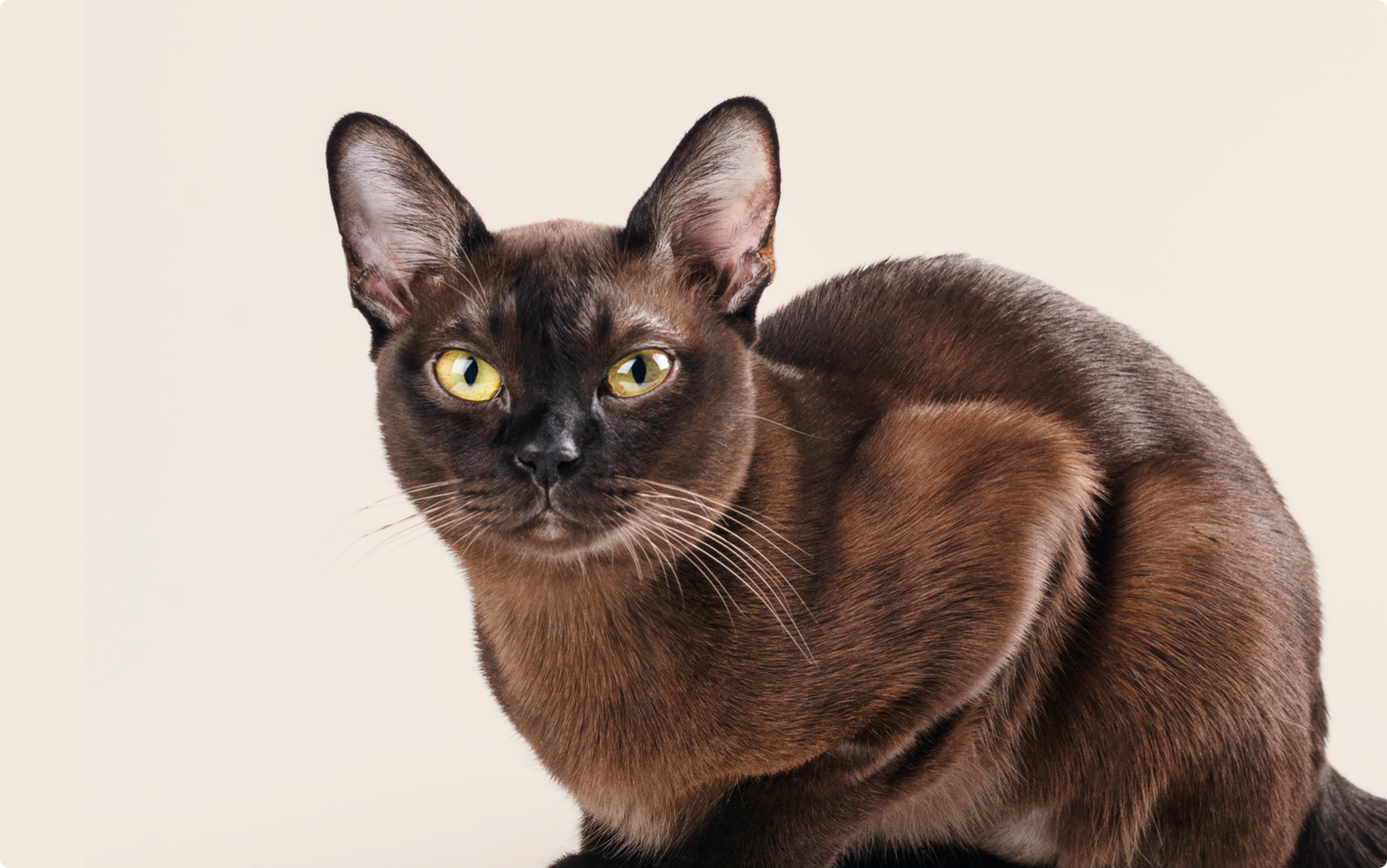 Burmese Breeders Burmese Cat Rescue Near Me Pets4homes Asian