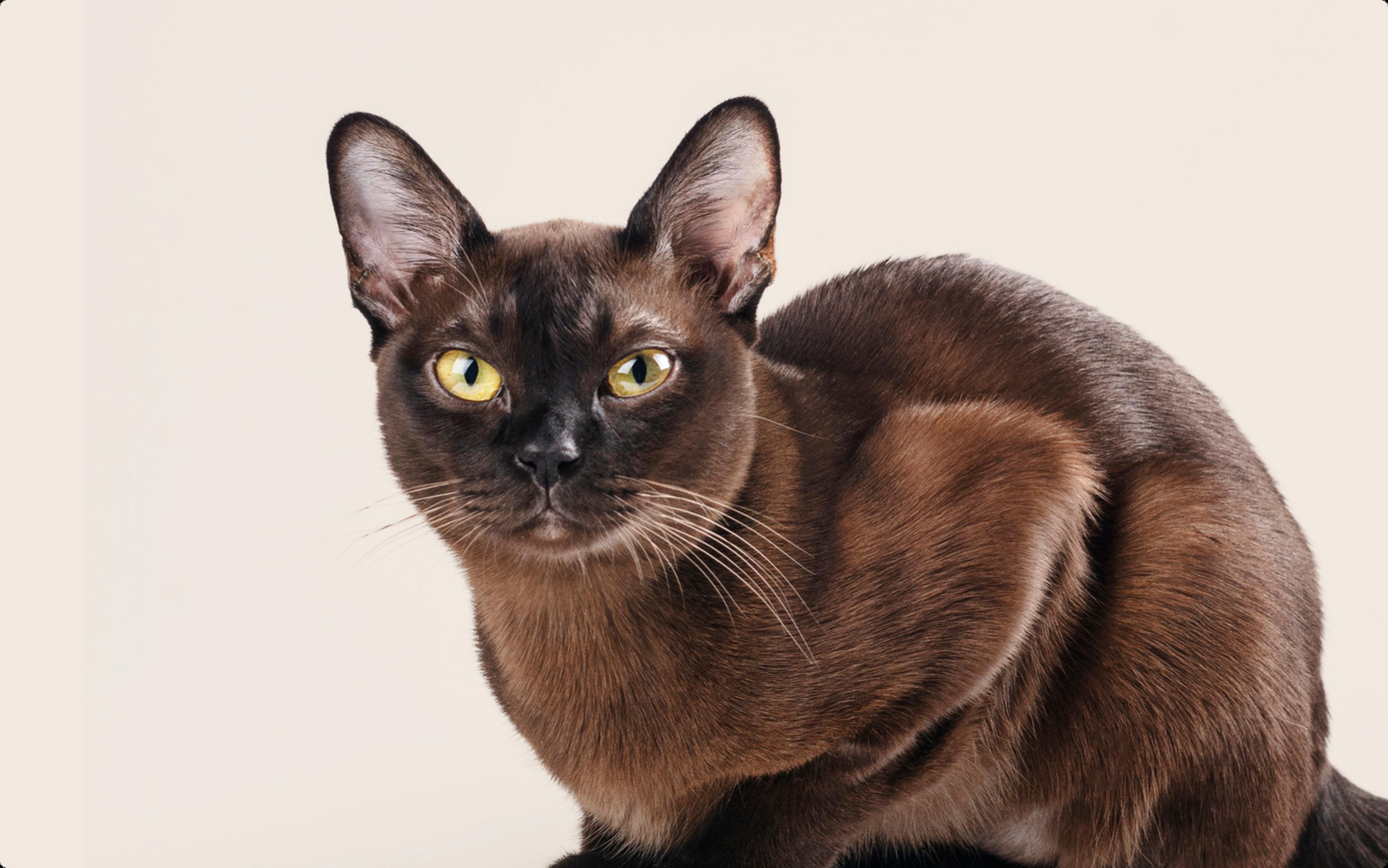 Burmese