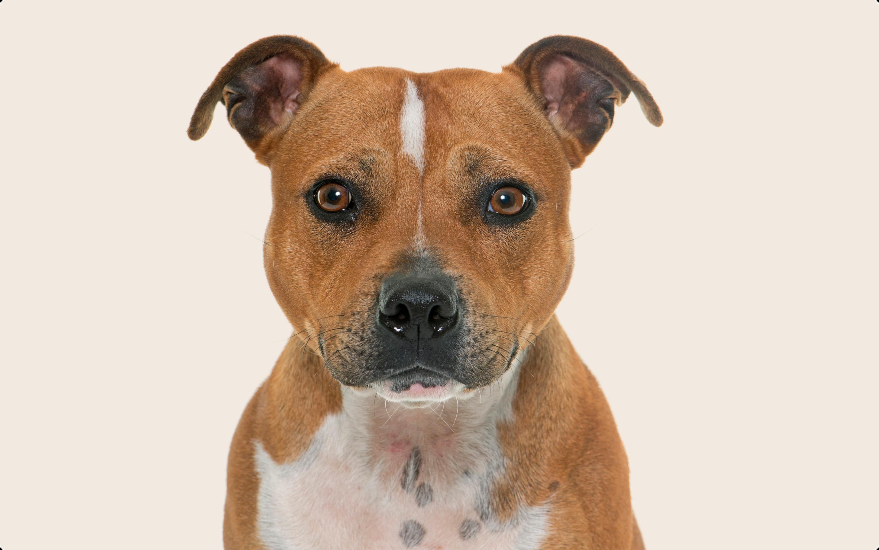 Close up of a a Staffordshire Bull Terrier on a beige background