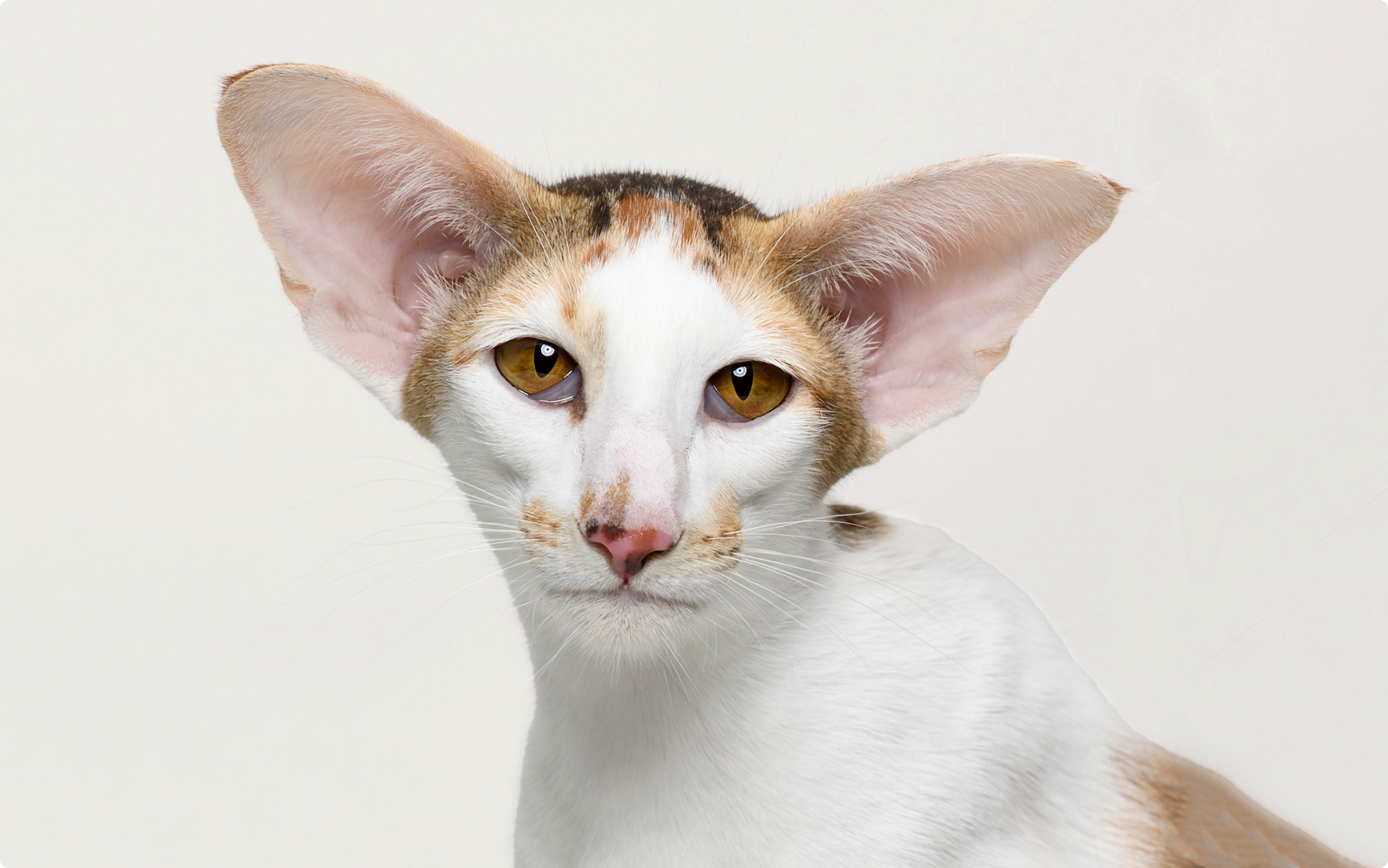 Oriental Shorthair Cats With Large Ears Big Ears Oriental