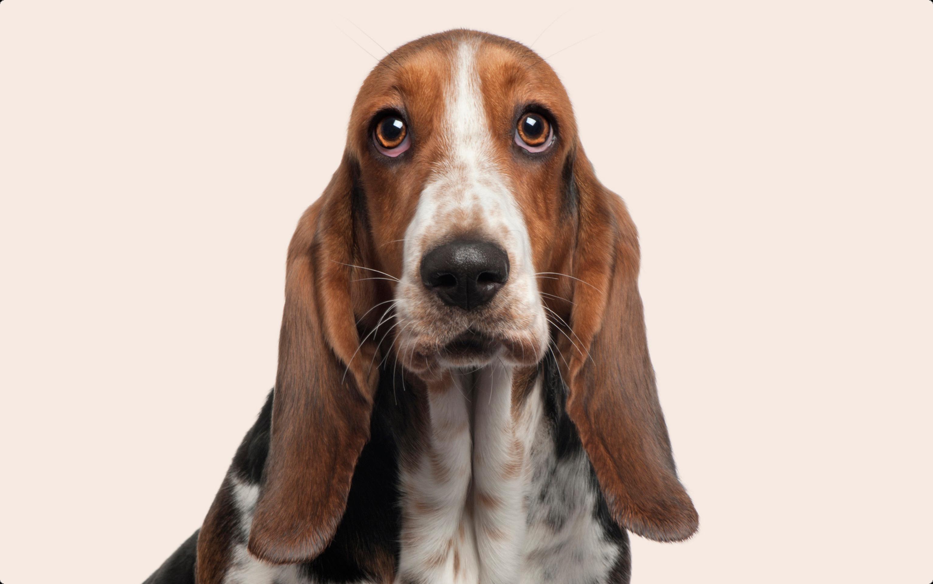 A close up of a Basset hound dog's face on a light pink-beige background