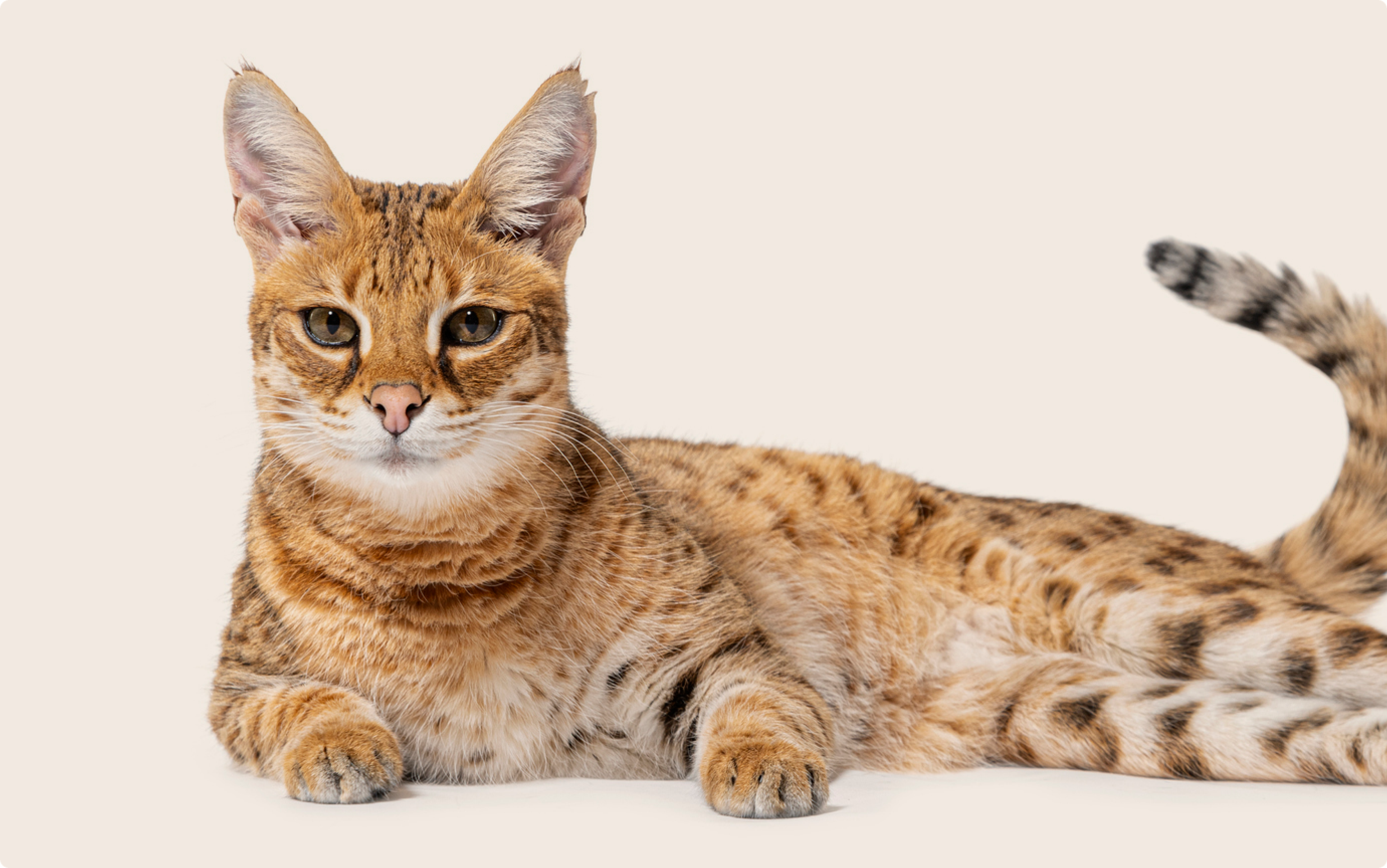Savannah cat on beige background