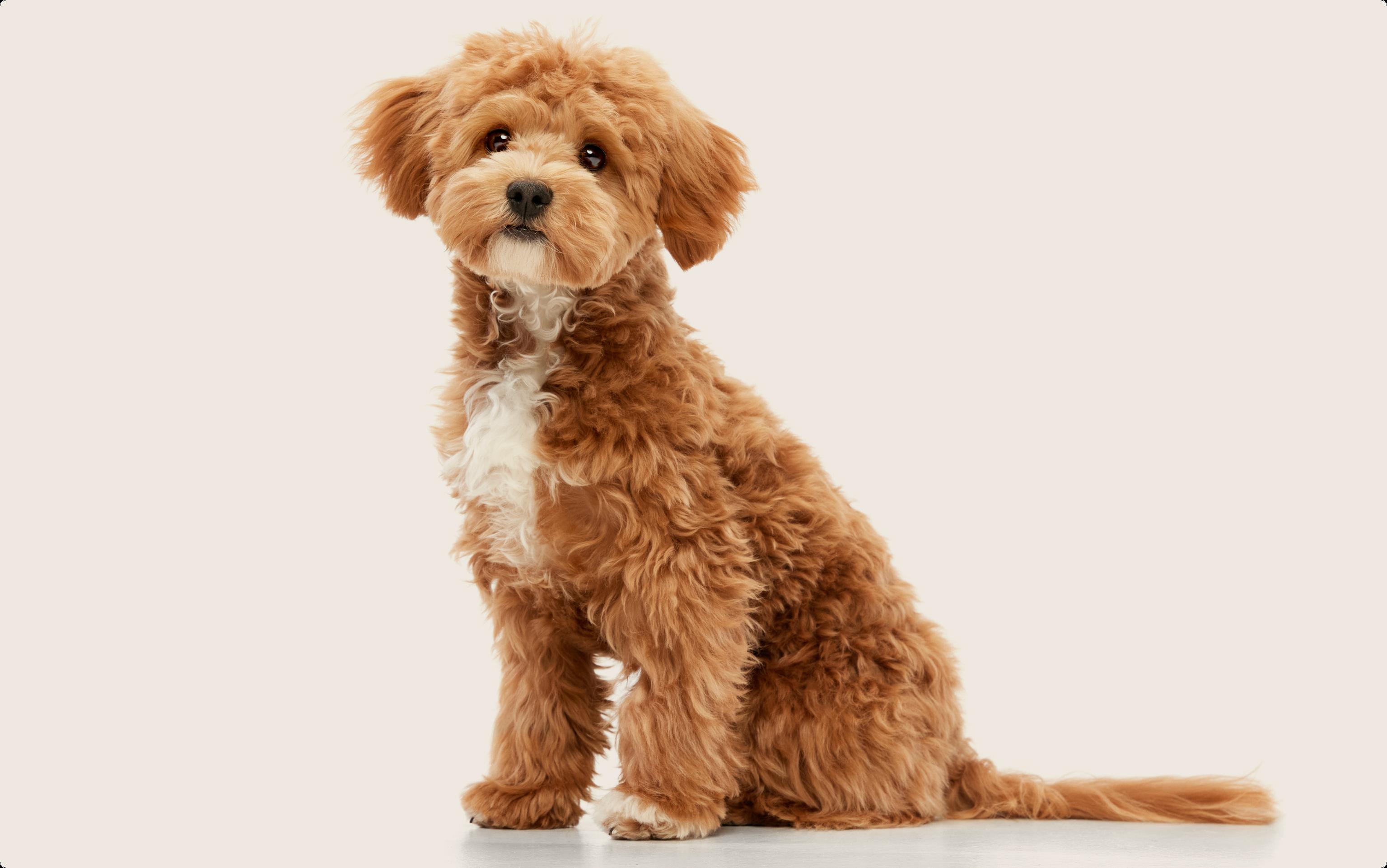 Maltipoo