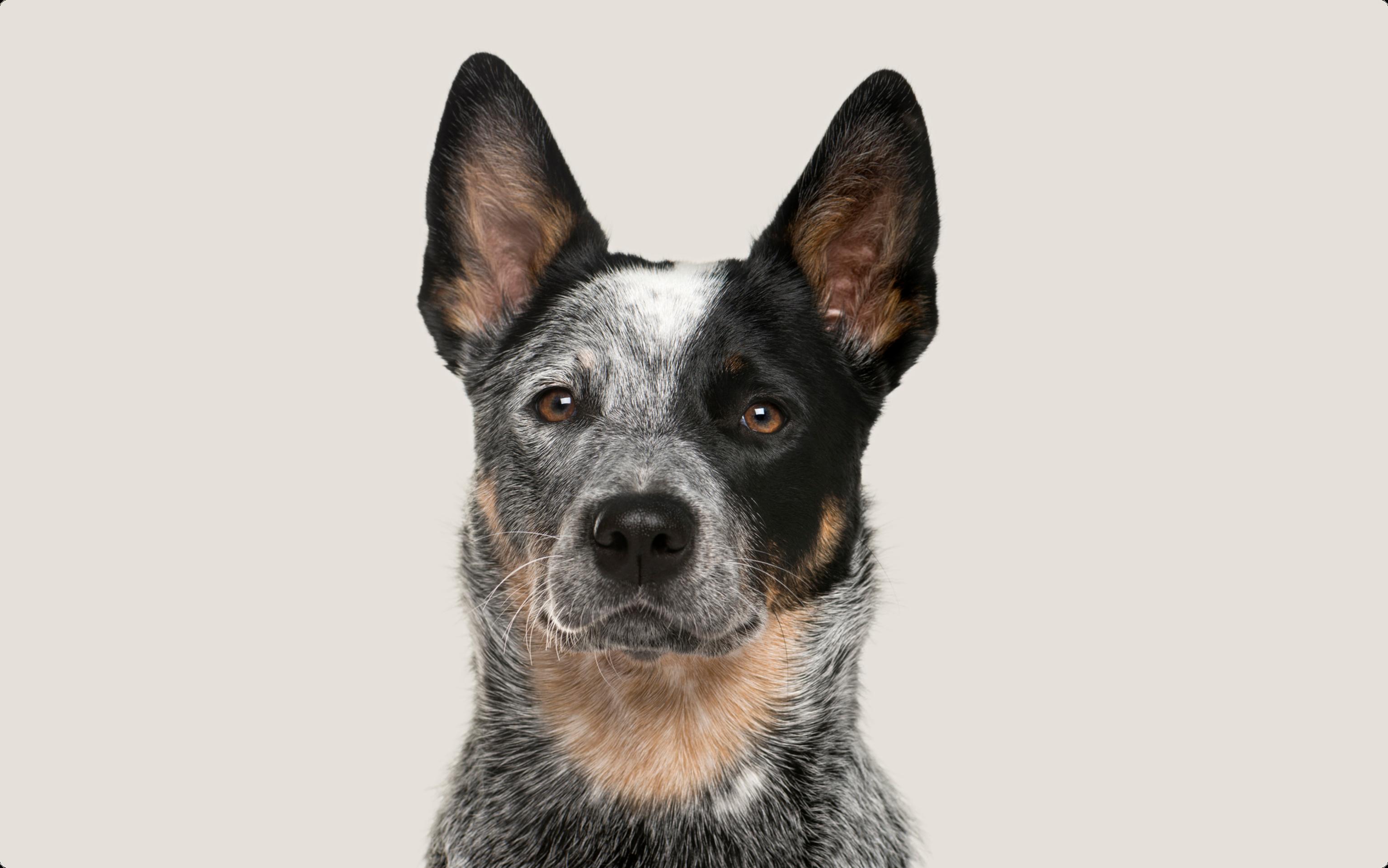 Portrait of an Australian Cattle Dog with a focused gaze, featuring large, pointed ears, and a coat with a speckled pattern of black and grey with tan accents around the eyes and muzzle. The dog's attentive expression is captured against a soft, neutral background.
