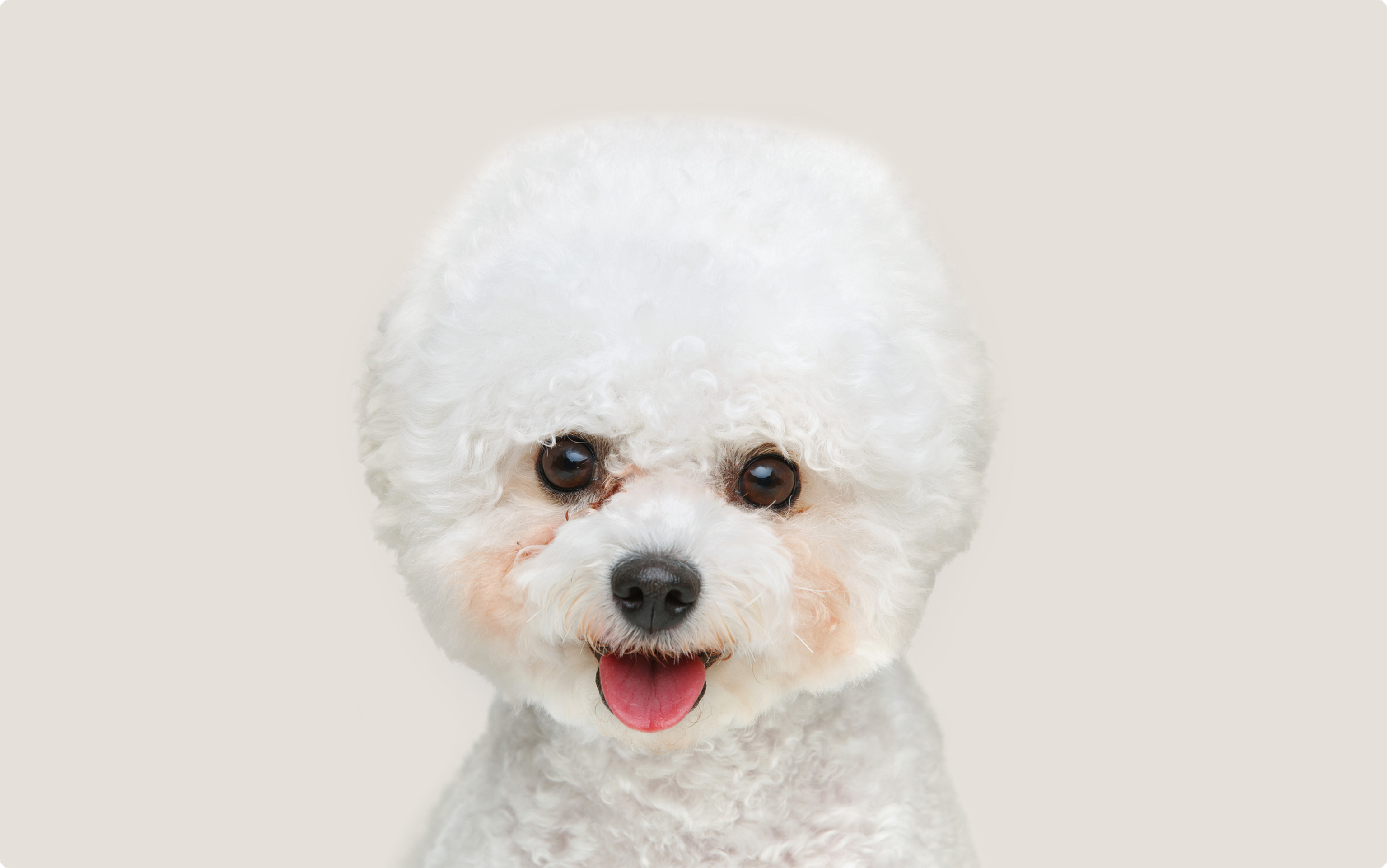 Bichon Frise