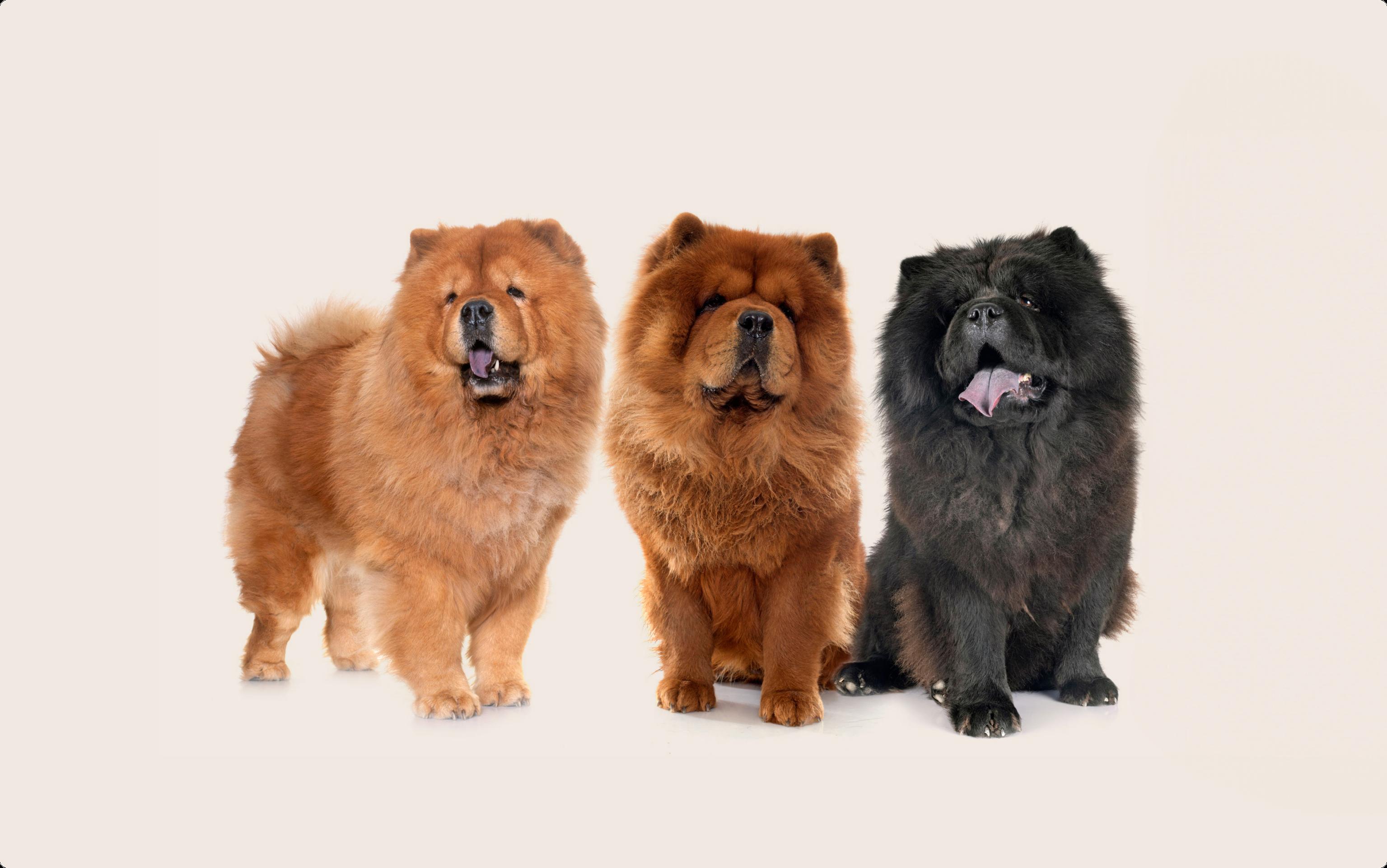Chow chow dog