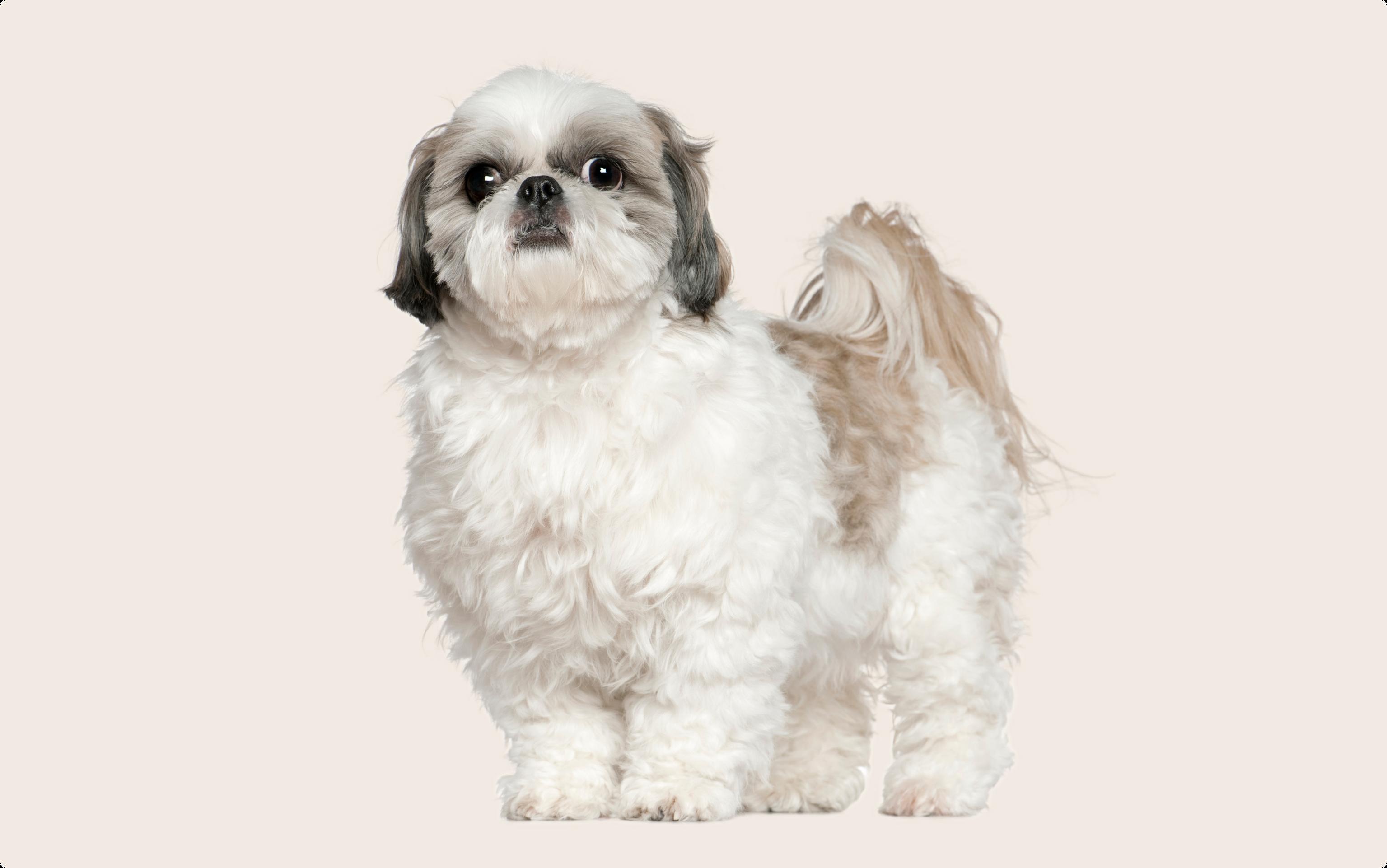 White-and-grey shih tzu looking into the camera on a beige background