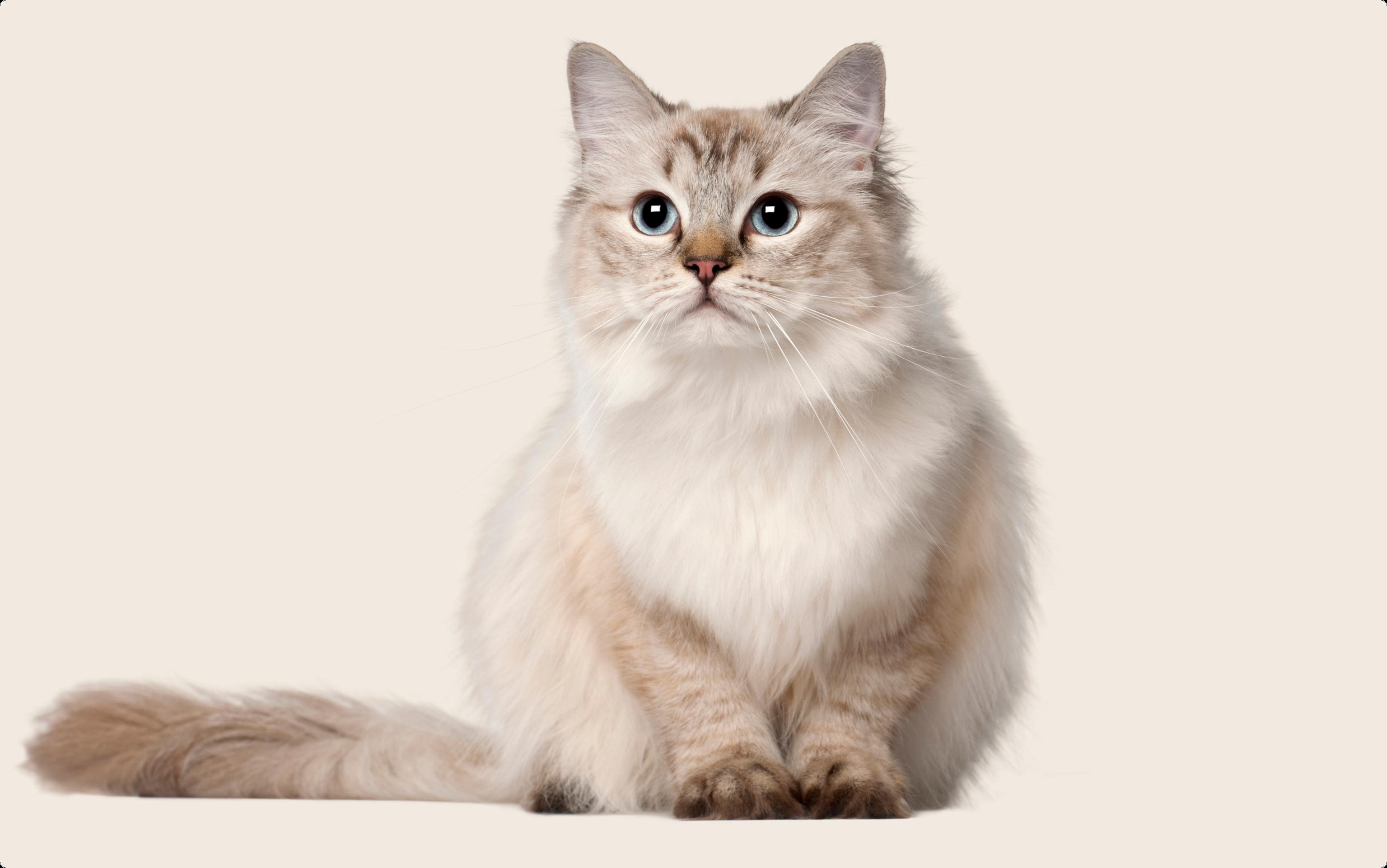 A serene Ragdoll cat with a luxurious cream and beige coat, vivid blue eyes, and a lush tail sitting to the side, is gazing directly forward with a soft expression, positioned against a white background.