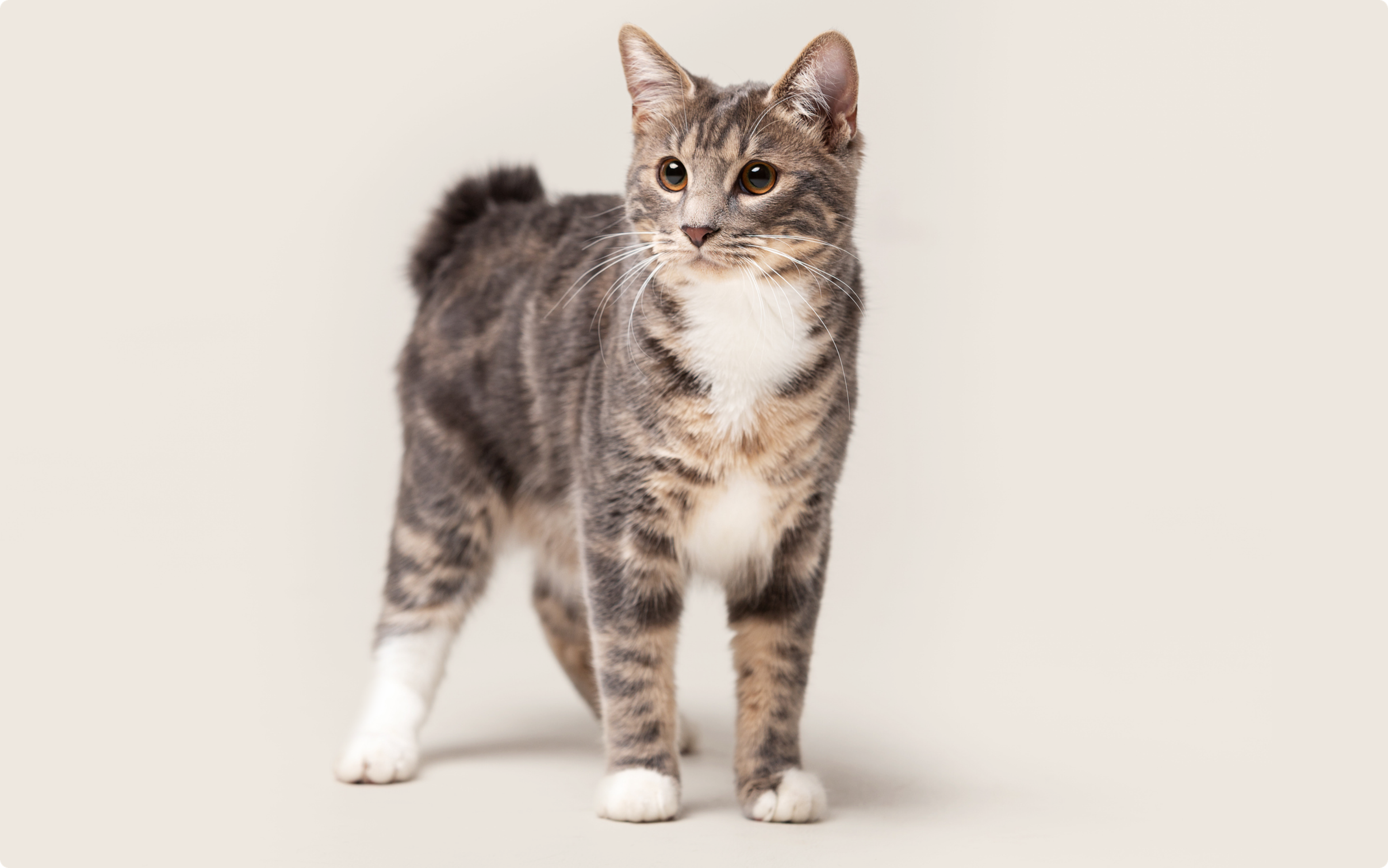 An American bobtail cat standing on a beige background