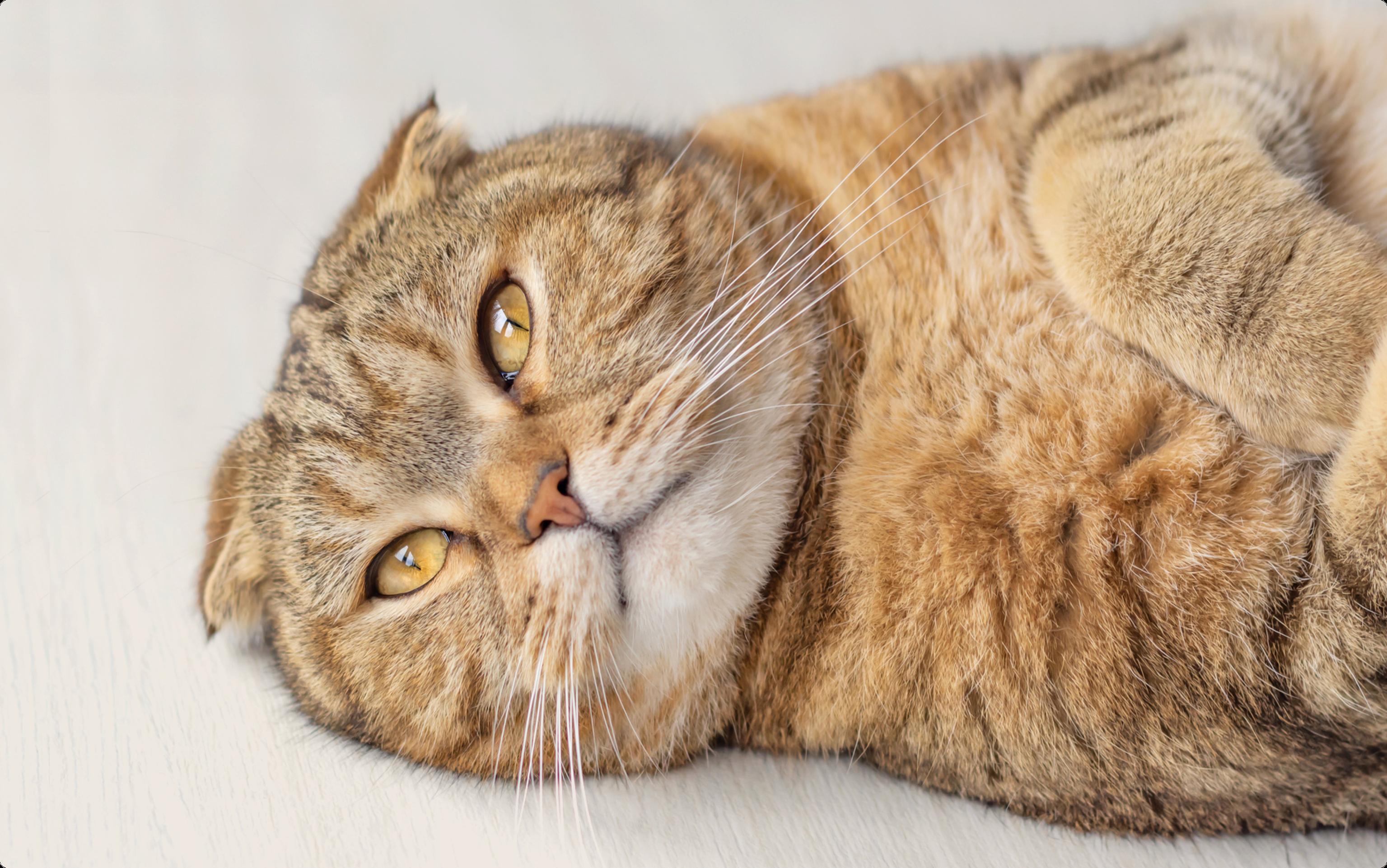 A scottish fold cat laying down on a beige floor