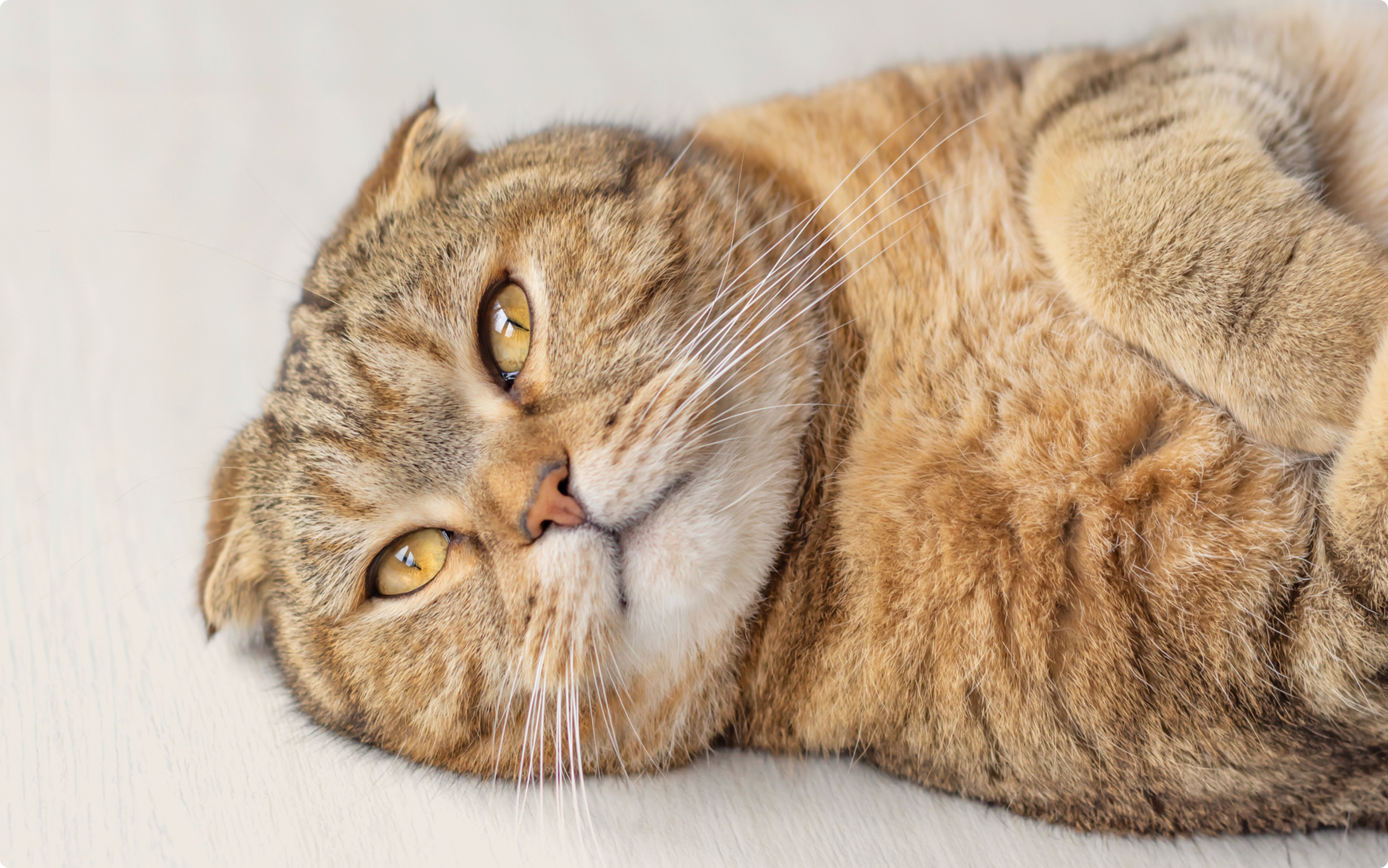 A scottish fold cat laying down on a beige floor