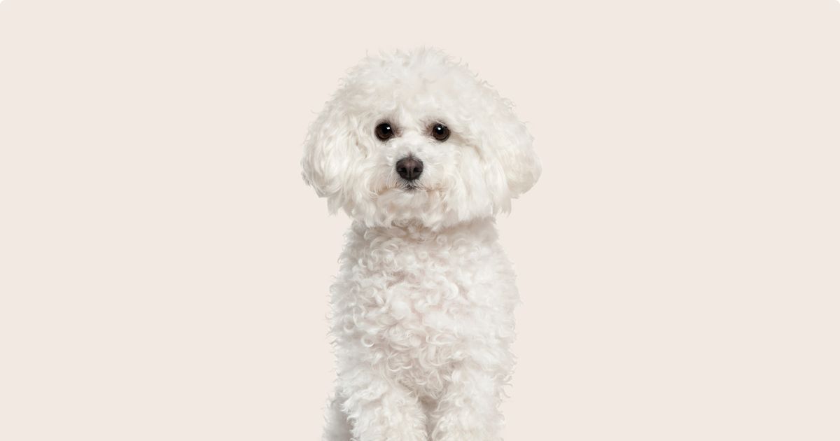 Dogs that look hot sale like bichon frise