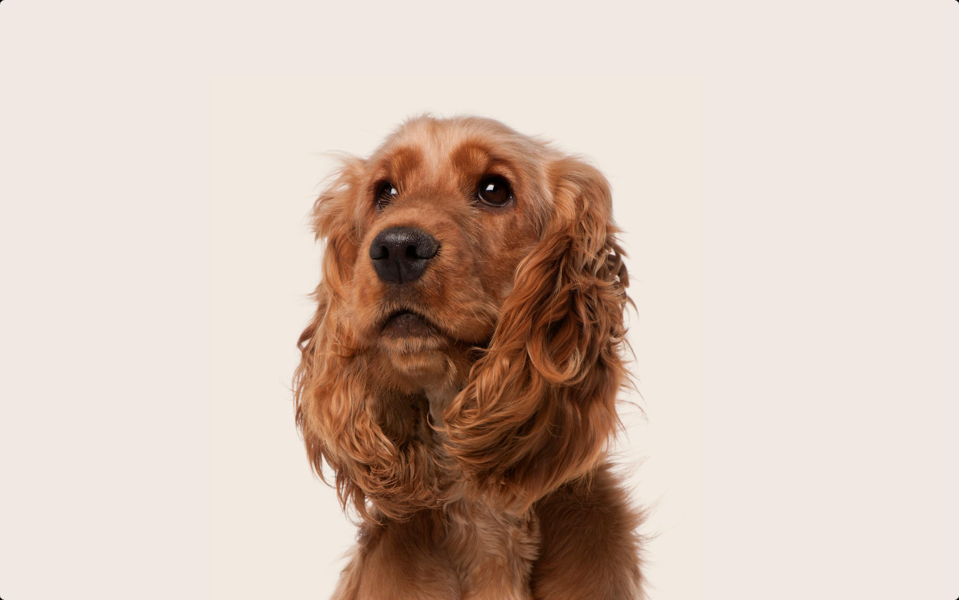 Portrait of a golden English Cocker Spaniel looking up with a soft expression against a plain beige background.