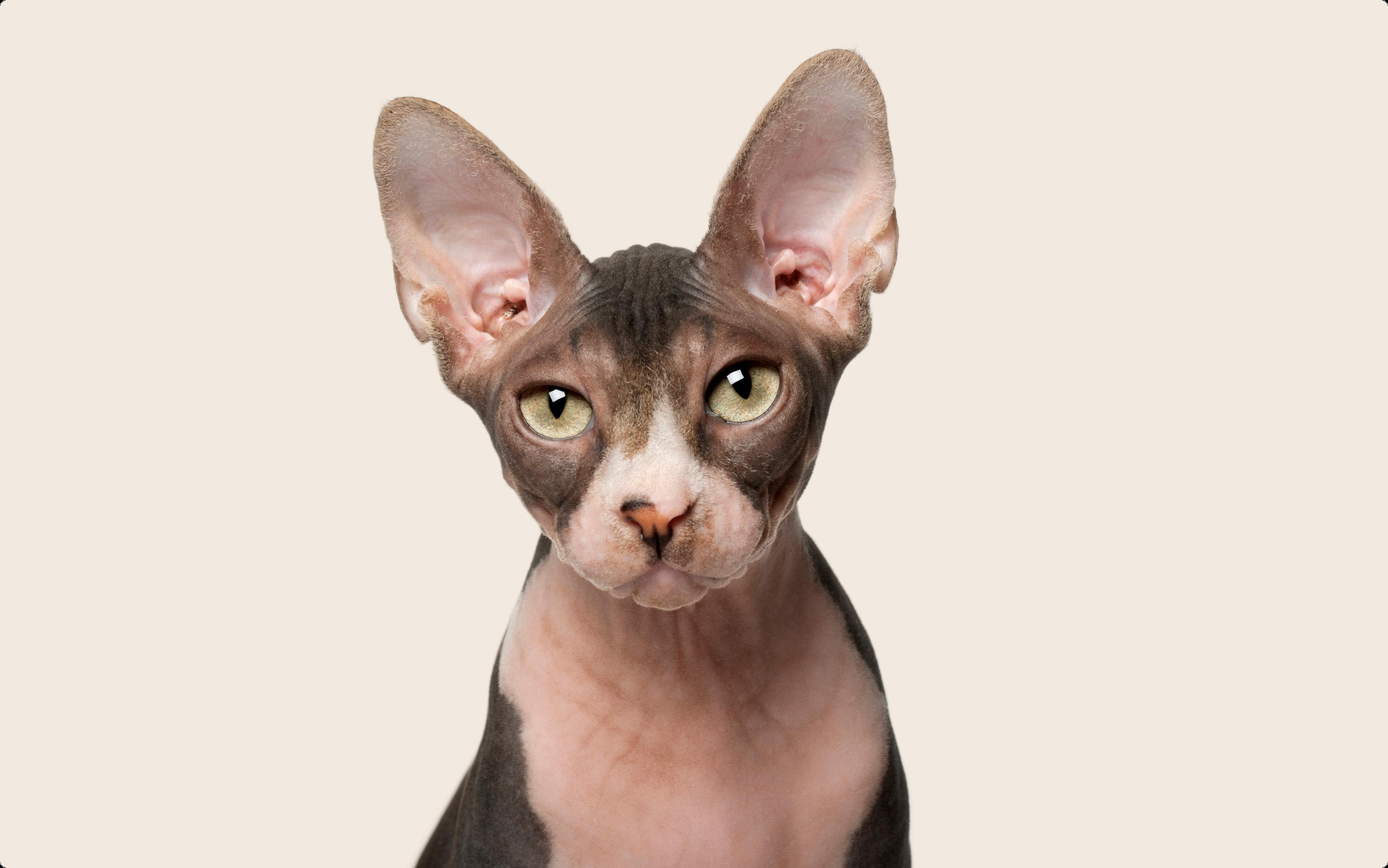 Sphynx cat
