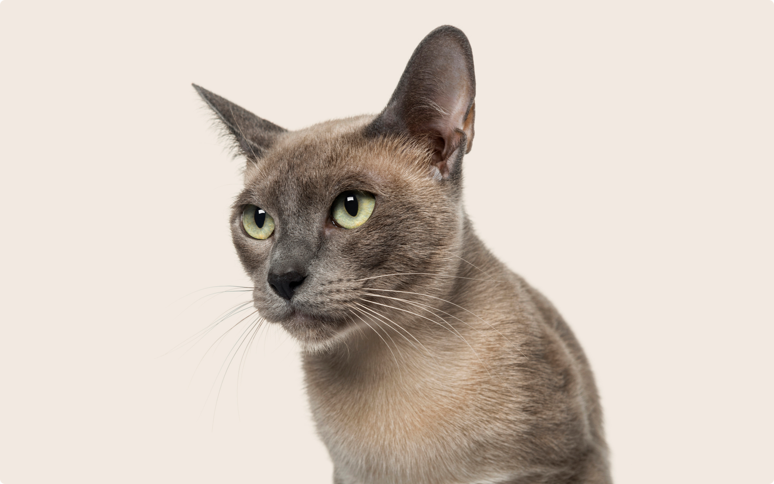 Close up of a Tonkinese cat on a beige background