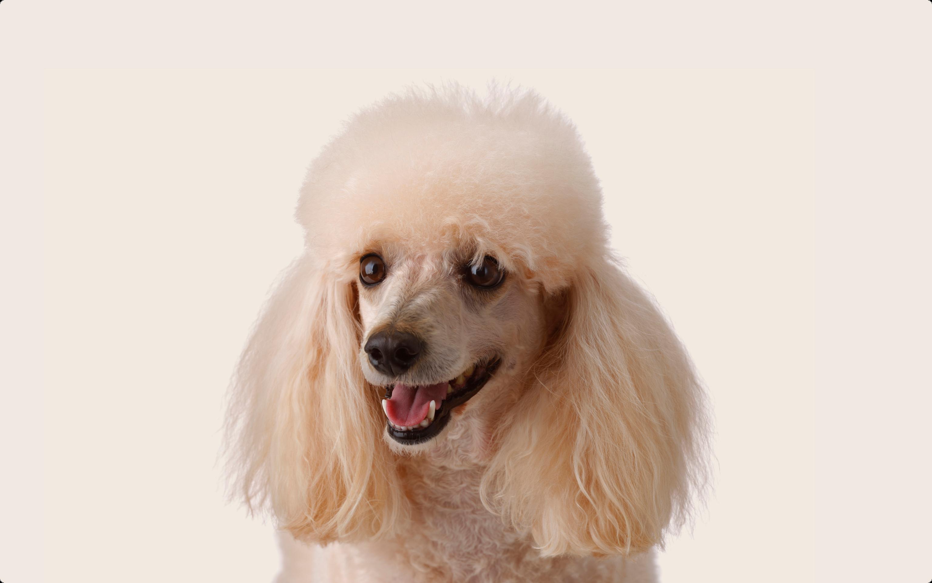 Poodle