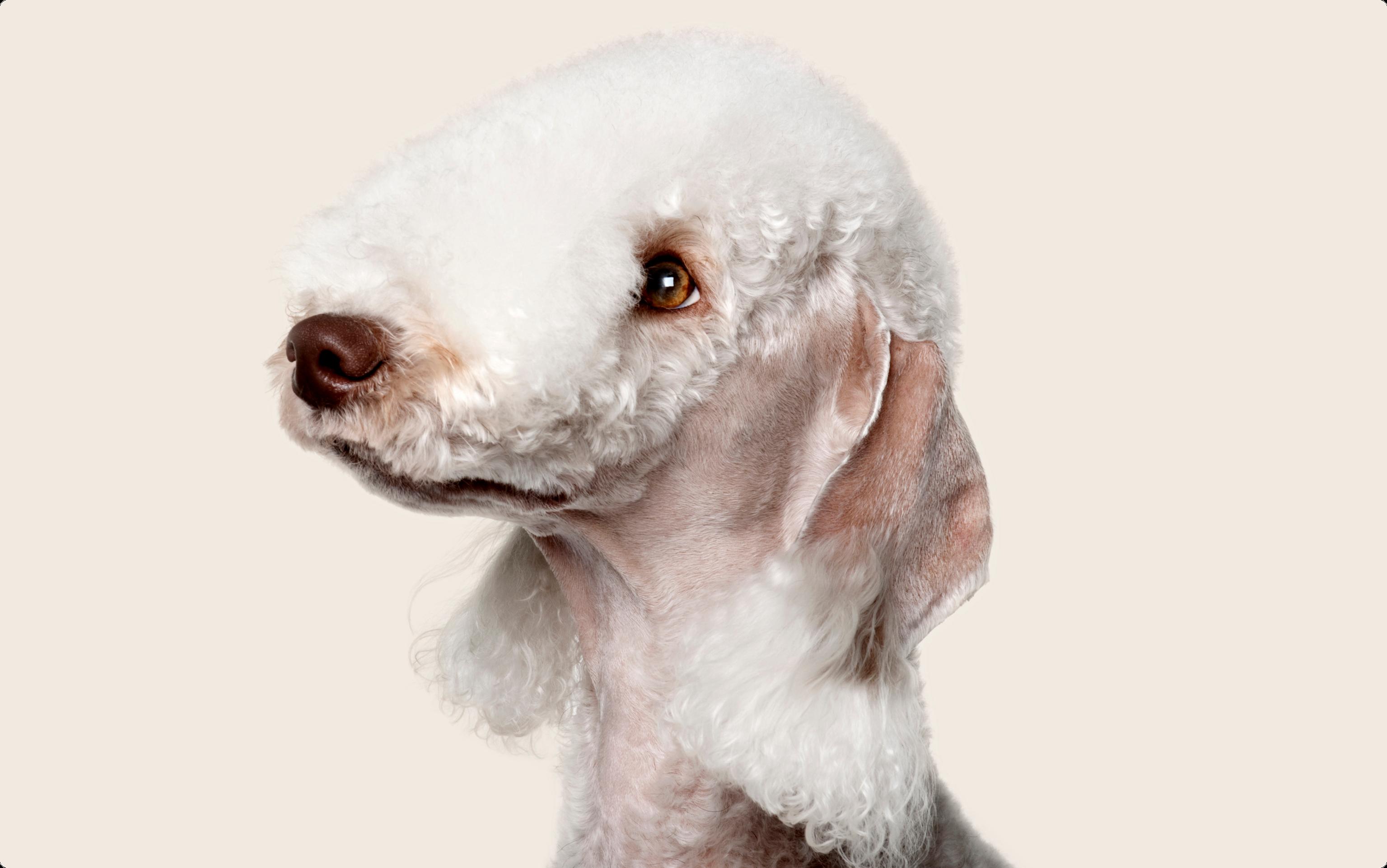 Close up of a Bedlington Terrier's face