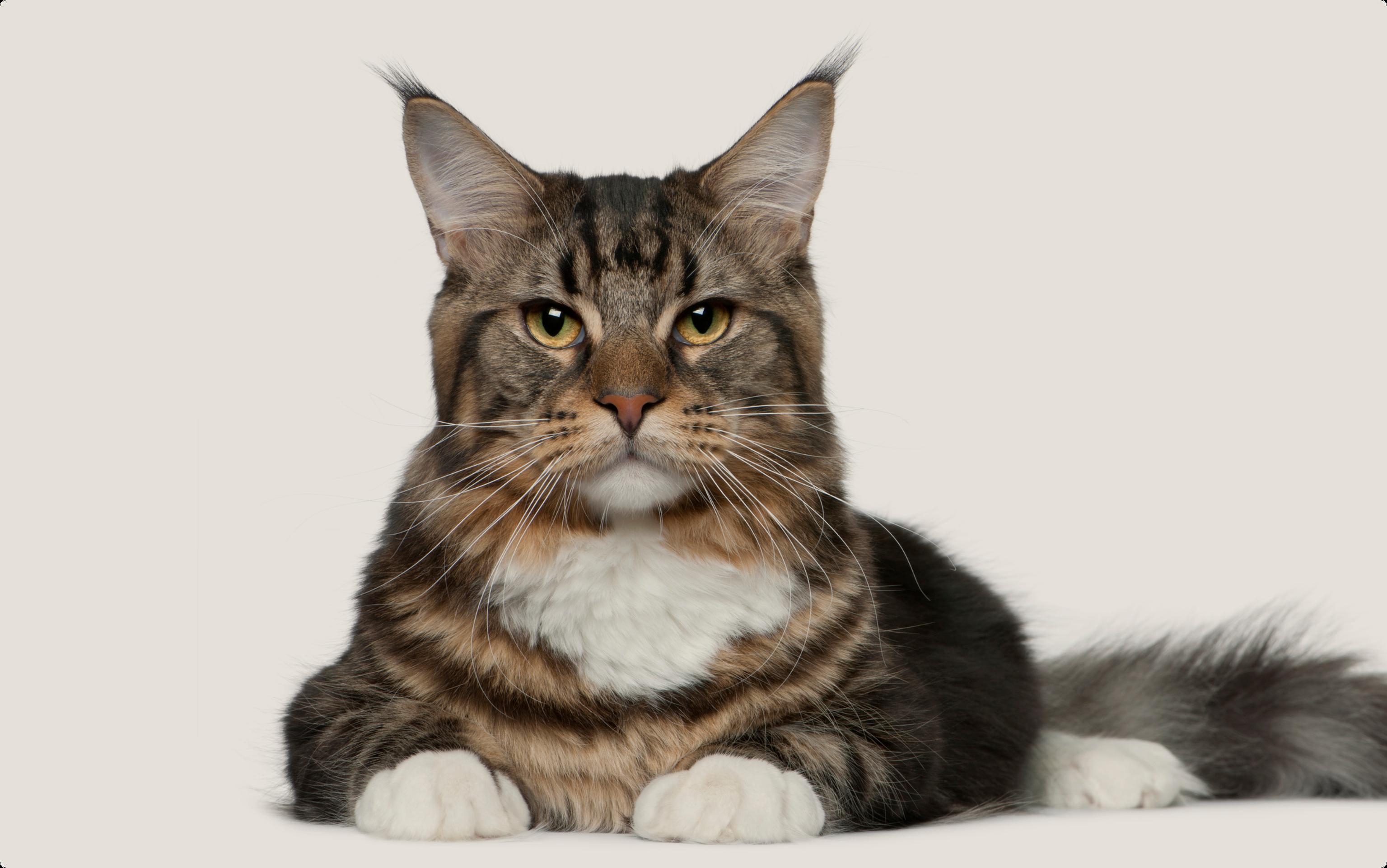 A majestic Maine Coon cat with a regal gaze, sporting striking tabby patterns and a lush white bib, sits confidently. Its sharp tufted ears and the soft, cascading fluff of its fur contrast with the light background.