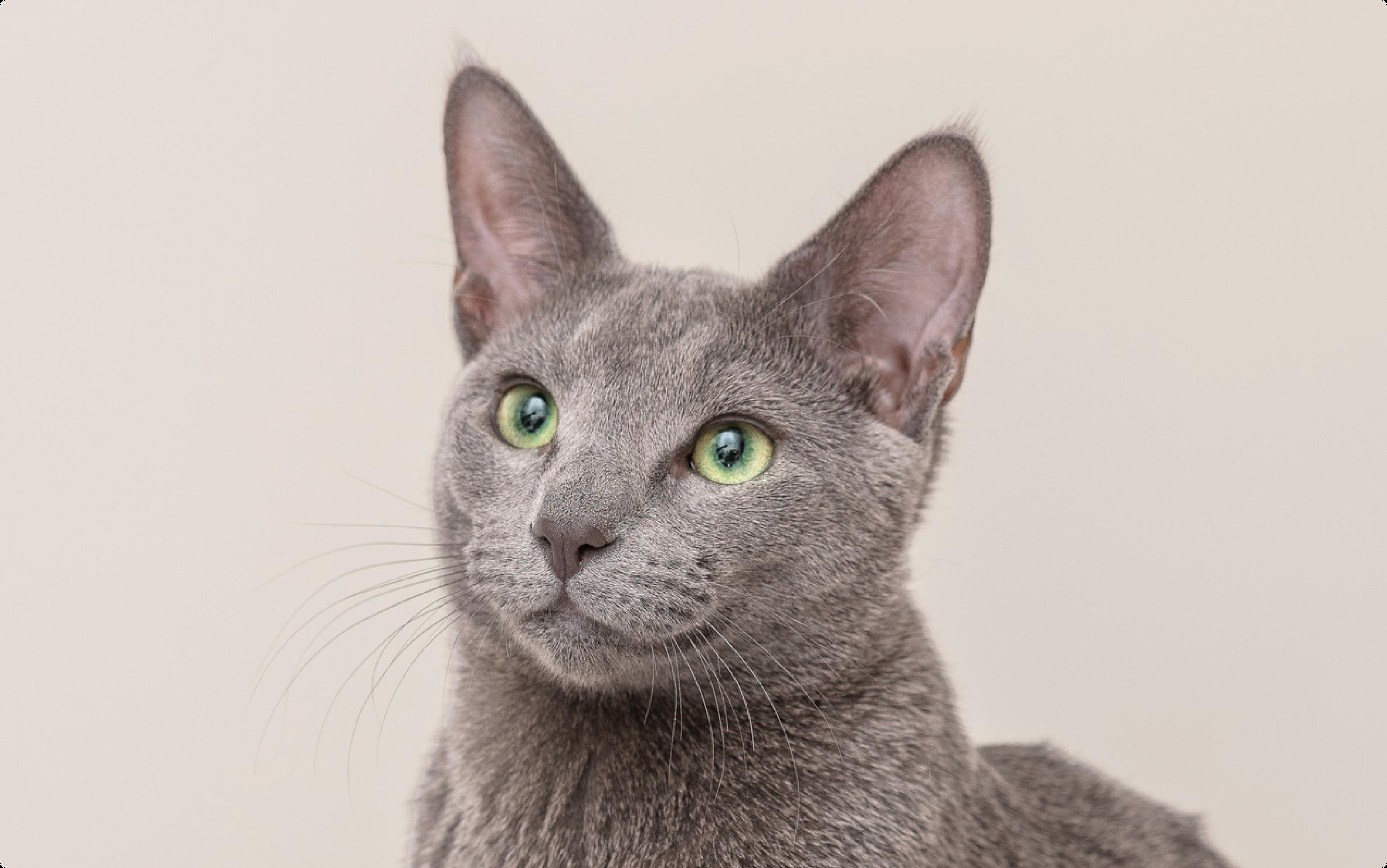 Russian Blue