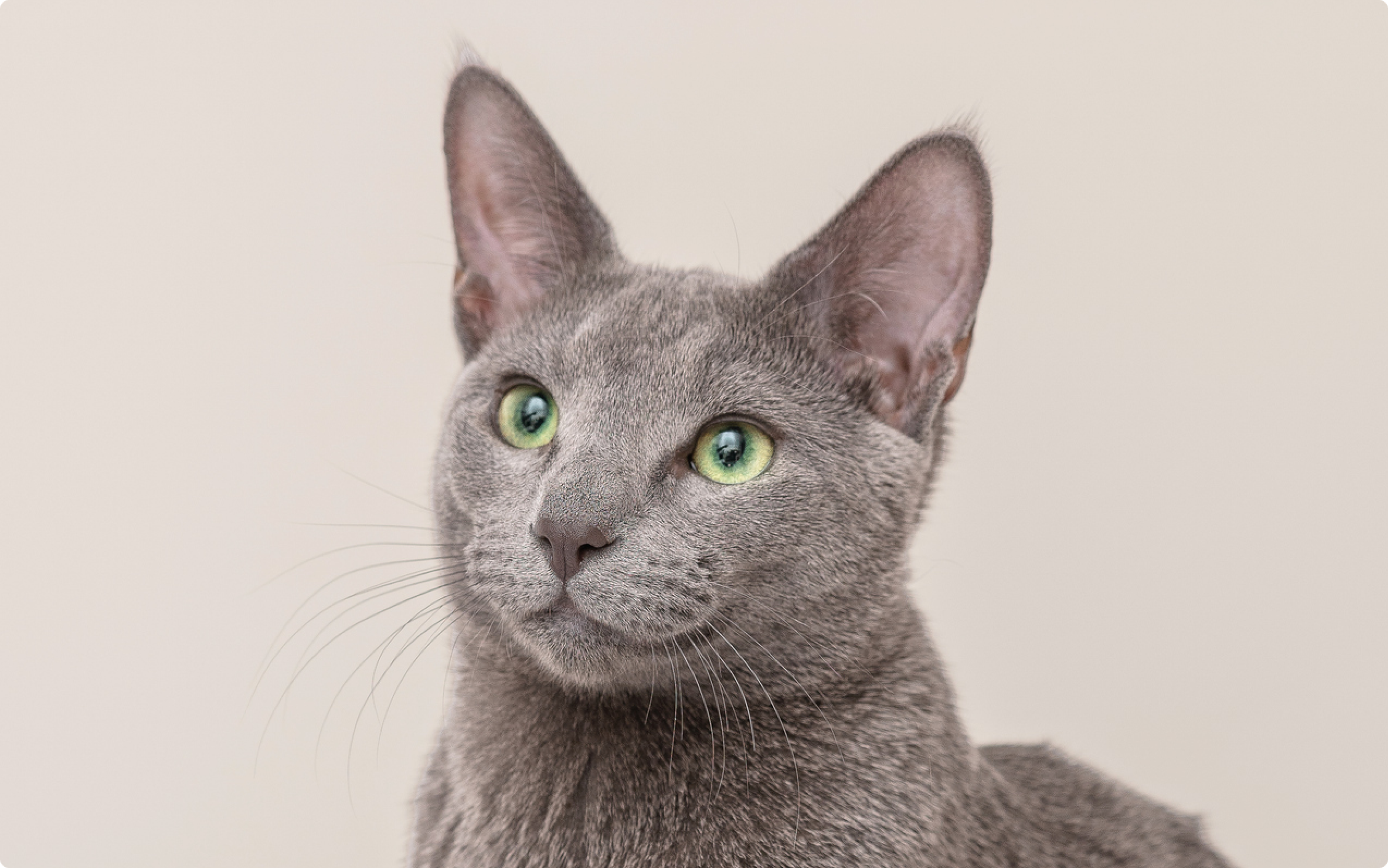 Russian Blue