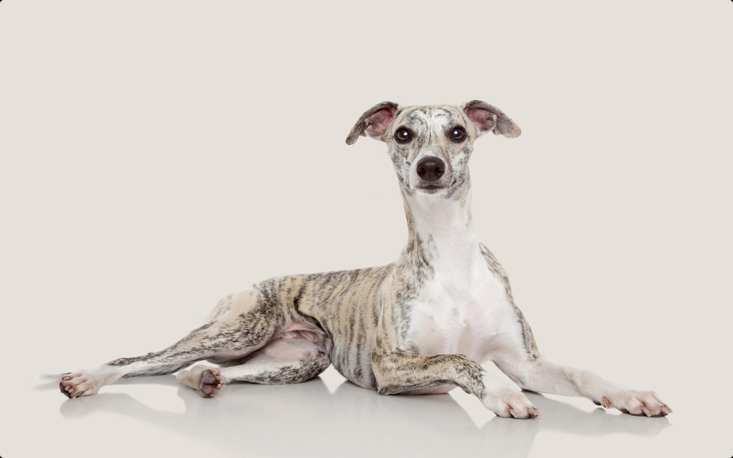 Whippet lying down looking at camera