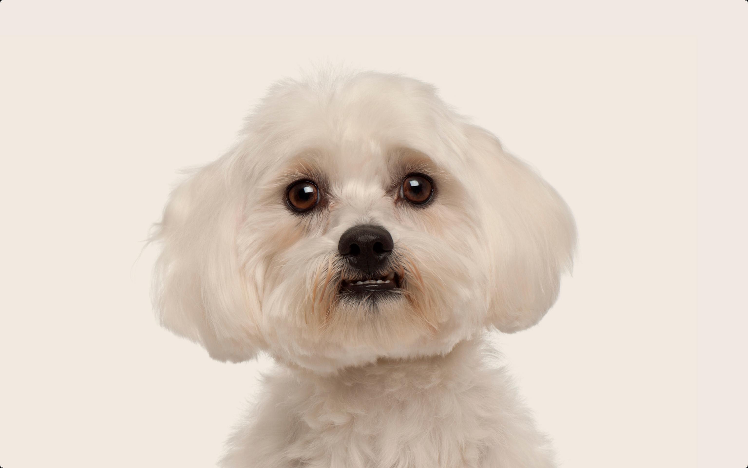 Maltese