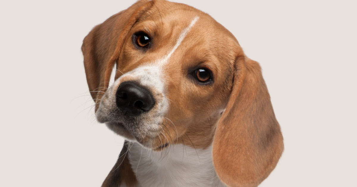 Common health problems with Beagles | ManyPets