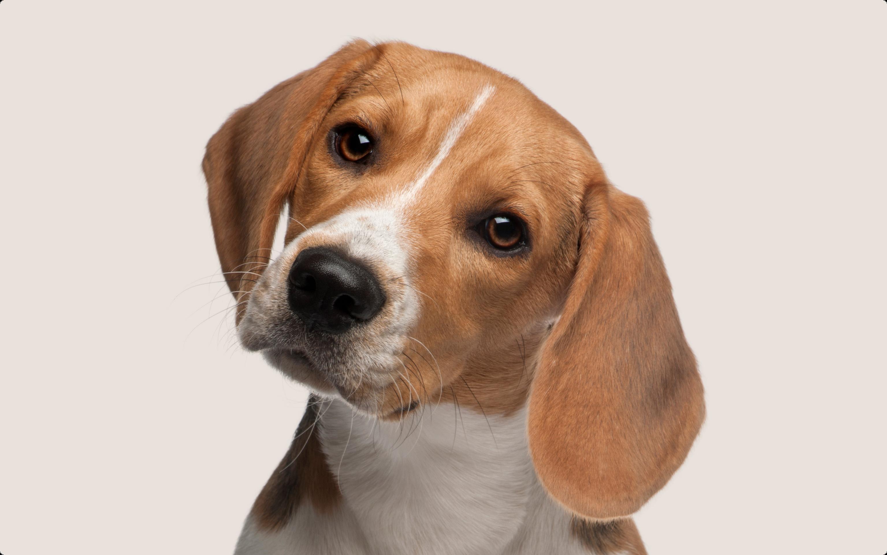 A close-up of a Beagle with a tan, white, and black coat, tilting its head to the side and looking directly at the camera against a light beige background.