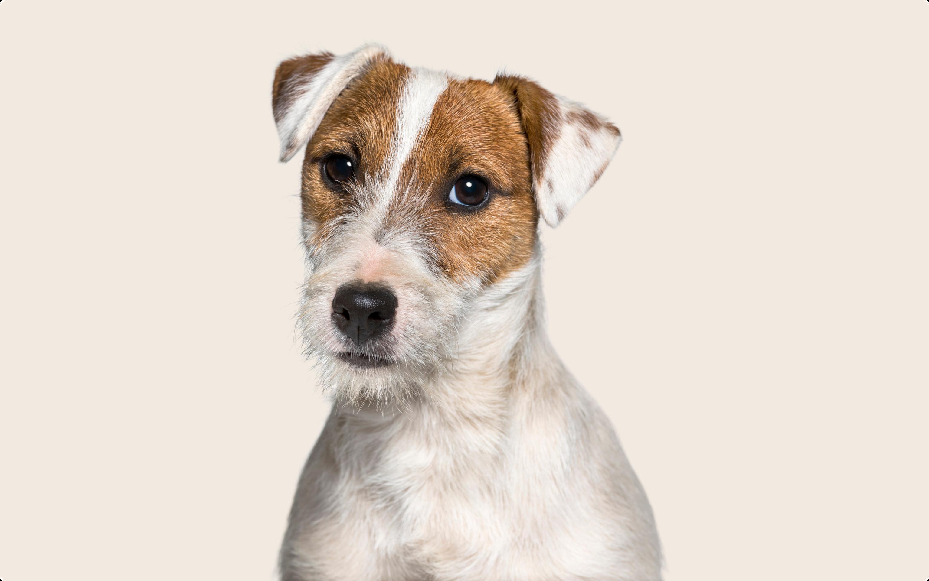 Jack Russell Terrier