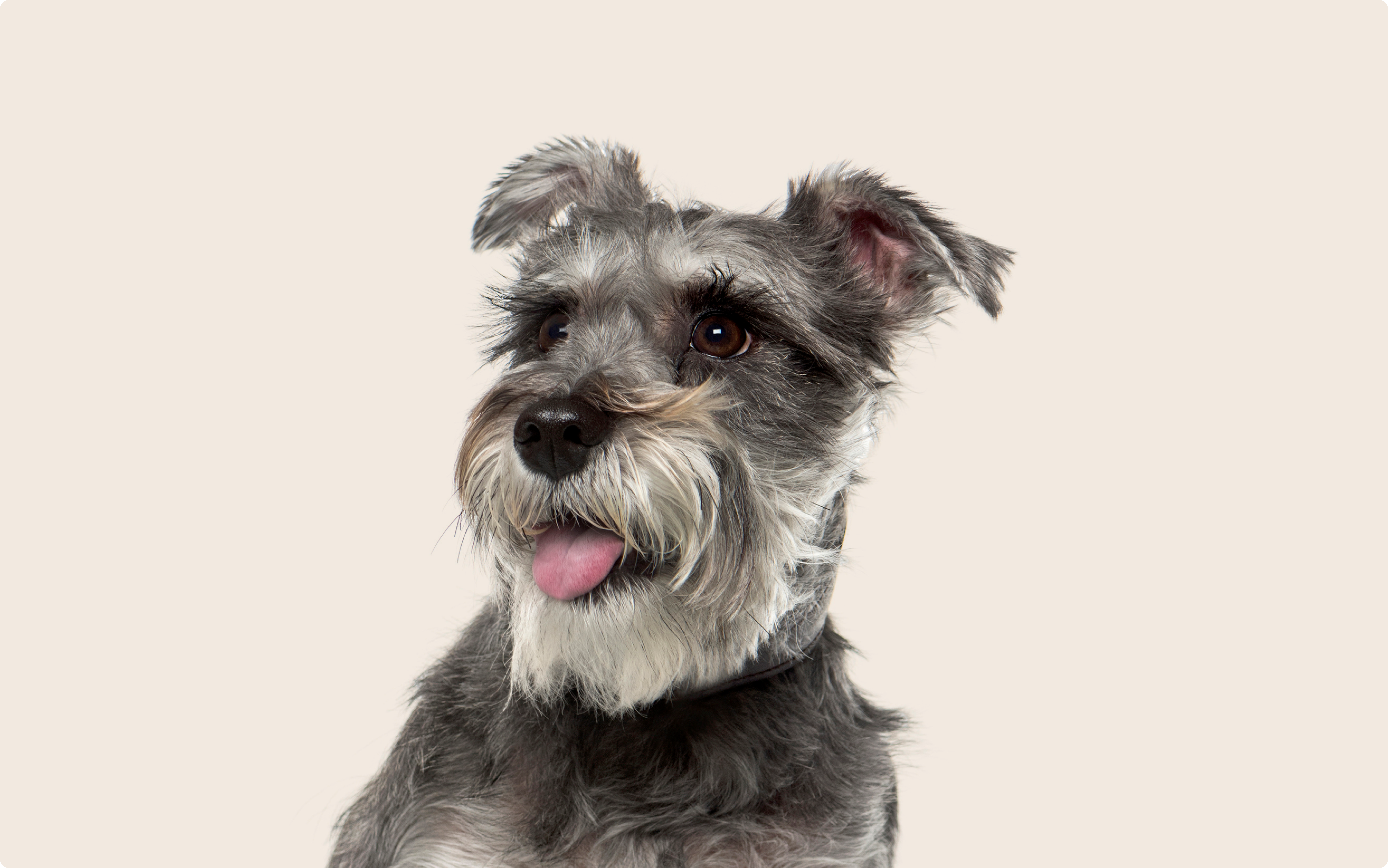Shop my mini schnauzer Top Sale