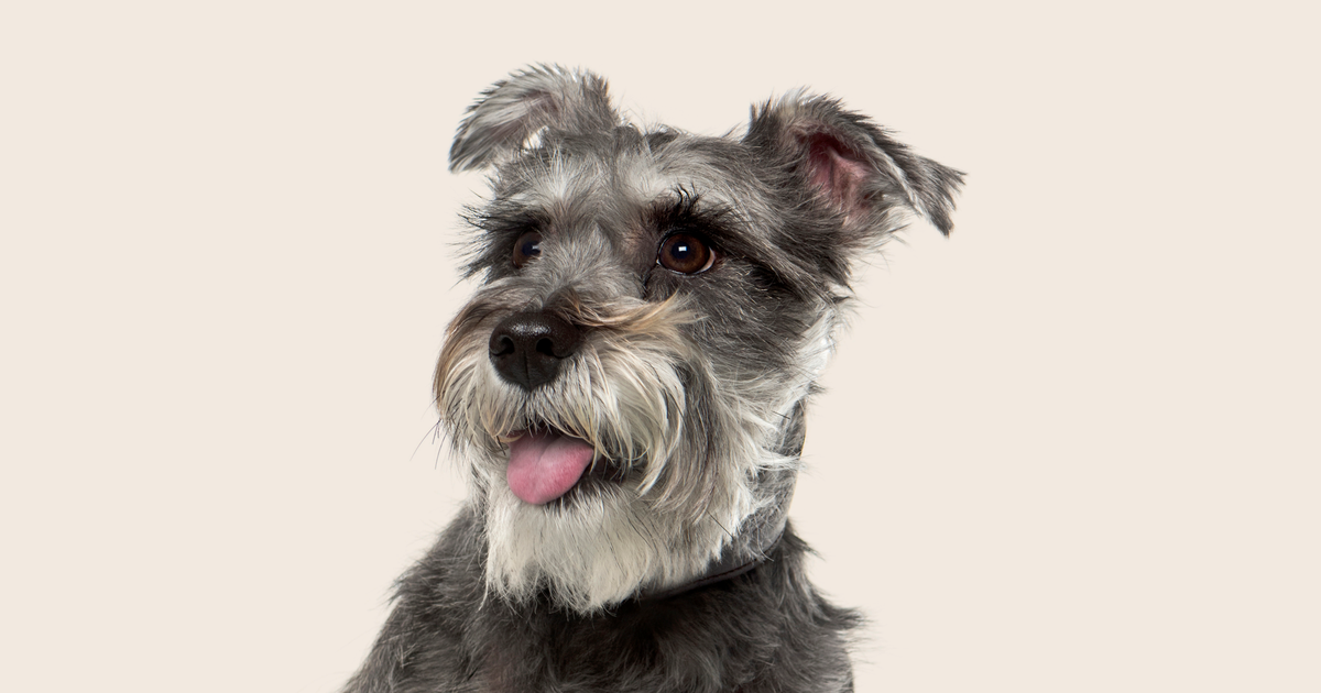 Common health problems with Miniature Schnauzers ManyPets